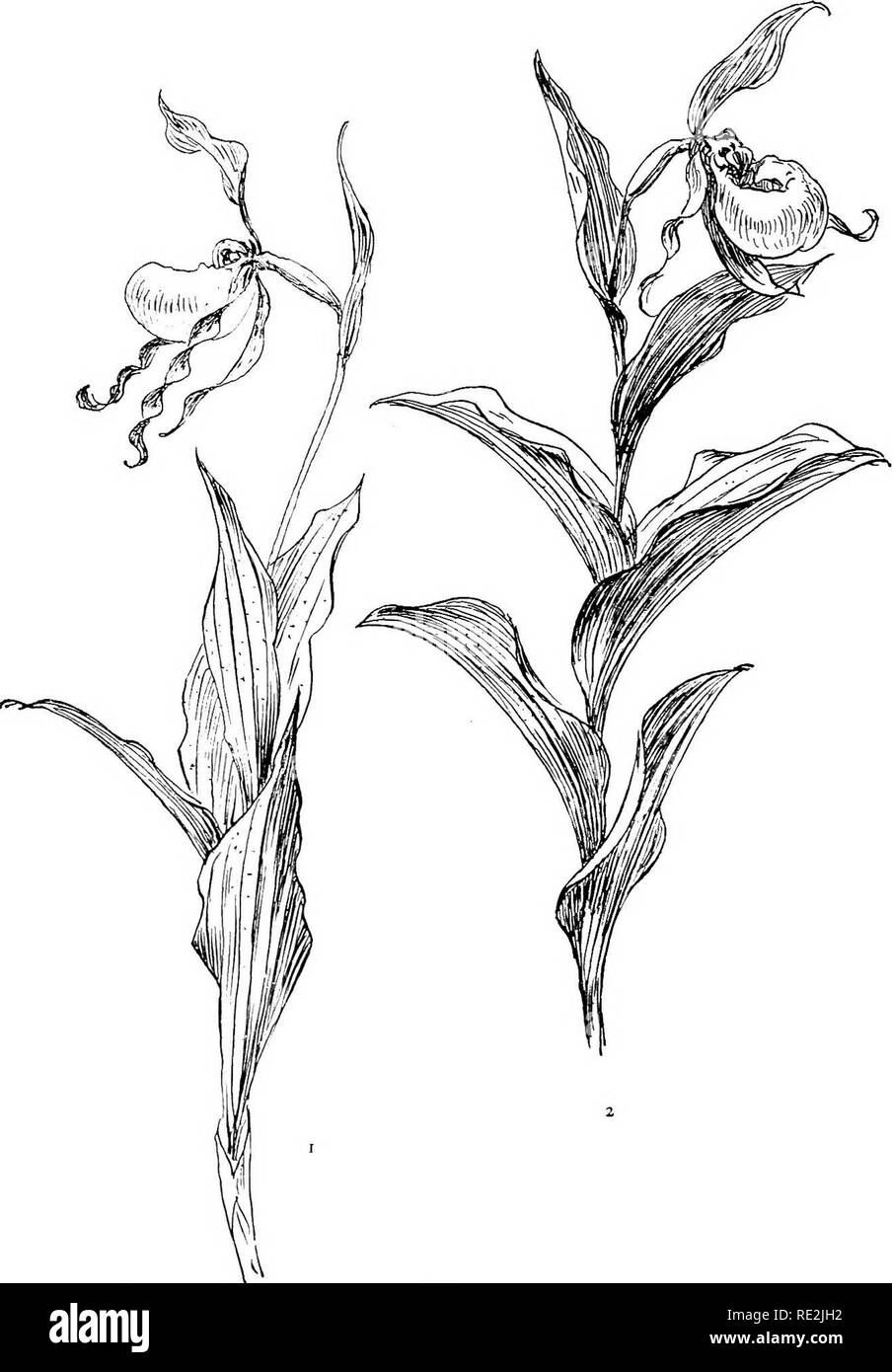 . Unsere einheimischen Orchideen; eine Reihe von Zeichnungen aus der Natur aller Arten im Nordosten der USA gefunden. Orchideen. vn Kg. 1. Kleine gelbe Lady's-Slipper, zeigen Mehr, mehr twisted Blütenblätter. Abb. 2. Der grosse gelbe Ladv-Slipper.. Bitte beachten Sie, dass diese Bilder sind von der gescannten Seite Bilder, die digital für die Lesbarkeit verbessert haben mögen - Färbung und Aussehen dieser Abbildungen können nicht perfekt dem Original ähneln. extrahiert. Gibson, W. Hamilton (William Hamilton), 1850-1896; Jelliffe, Helen Dewey Leeming, d. 1916. New York, Doubleday, Page&amp; Co. Stockfoto