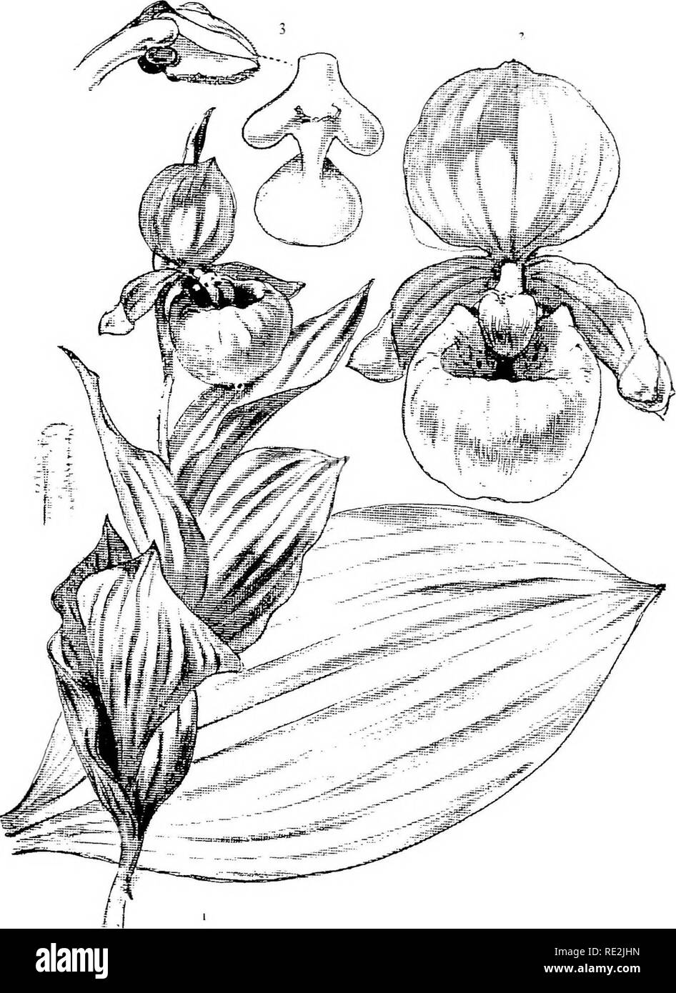 . Unsere einheimischen Orchideen; eine Reihe von Zeichnungen aus der Natur aller Arten im Nordosten der USA gefunden. Orchideen. Abb. I. in der auffälligen Lady's-Slipper. Abb. 2. Blüten über natürliche Größe. Abb. 3. Oberen und seitlichen Blick auf den Antheren und Stigmatisierung. Bitte beachten Sie, dass diese Bilder sind von der gescannten Seite Bilder, die digital für die Lesbarkeit verbessert haben mögen - Färbung und Aussehen dieser Abbildungen können nicht perfekt dem Original ähneln. extrahiert. Gibson, W. Hamilton (William Hamilton), 1850-1896; Jelliffe, Helen Dewey Leeming, d. 1916. New York, Doubleday, Page&amp; Co. Stockfoto