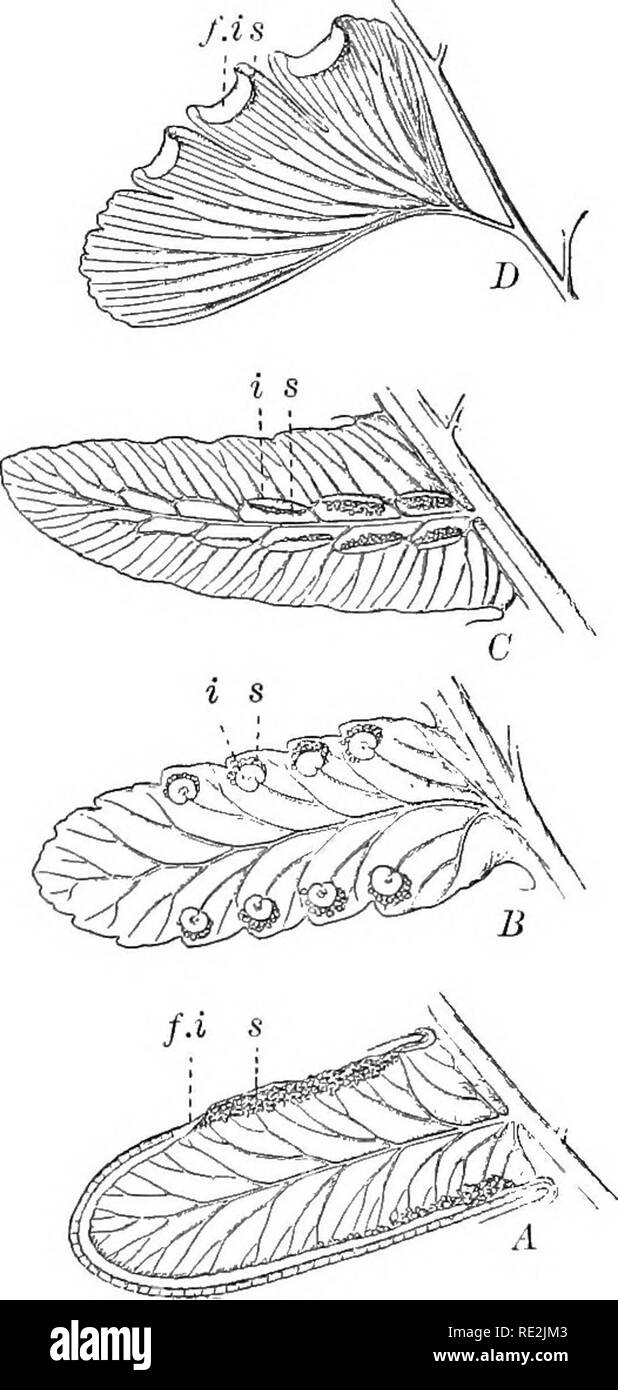 . Einführung in die Botanik. Botanik. 276 Einführung in die Botanik Chlorophyll - mit Gewebe in solch einer Position, dass sie Licht empfangen; gleichzeitig durch die fibrovascu-lar Bundles des Blattes bestand und das Rhizom, Boden Wasser und Stoffe in Lösung kann das Chlorophyll Gewebe transportiert werden. Das wurzelsystem Eine-Chors der Pflanze in die Erde und saugt das Wasser in der Nahrung die Fertigung benötigt wird. Im Allgemeinen, Pflanzen, die über dem Boden und in der Luft muss unterstützt werden und müssen Wasser von einer Quelle zu sichern. Die Kletterpflanzen, die auf anderen Pflanzen angewiesen sind, wird Stockfoto