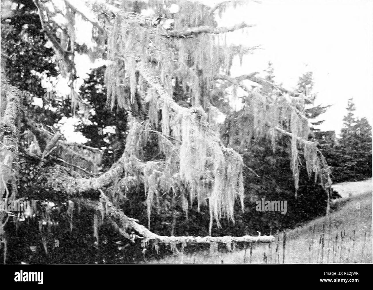 . Einführung in die Botanik. Botanik. FUXG FUXGI AXD0U 8 KRANKHEITEN DES PLAXTS 249 236. Die Struktur einer Flechten. Eine Flechte ist nicht ein einzelnes Werk, sondern eine Kombination von Pilzen und algfe zusammen leben ui eine so enge Beziehung, es sieht aus wie eine einzelne Pflanze. Es kann viele einzelne Pilze und viele einzelne Algen m dieses Verhältnis, sondern die Kombination von als Flechte Werk gesprochen. Der Pilzinfektionen Teil der Flechte ist normalerweise, obwohl ncit immer, ein Mitglied der SAE-Klasse der Pilze, und â â Â¢â¦ â â¢ V * 4. Abb. 194. Die "bärtigen Moss" Flechten (Vsnea lanceolata) zunehmend auf die branc Stockfoto