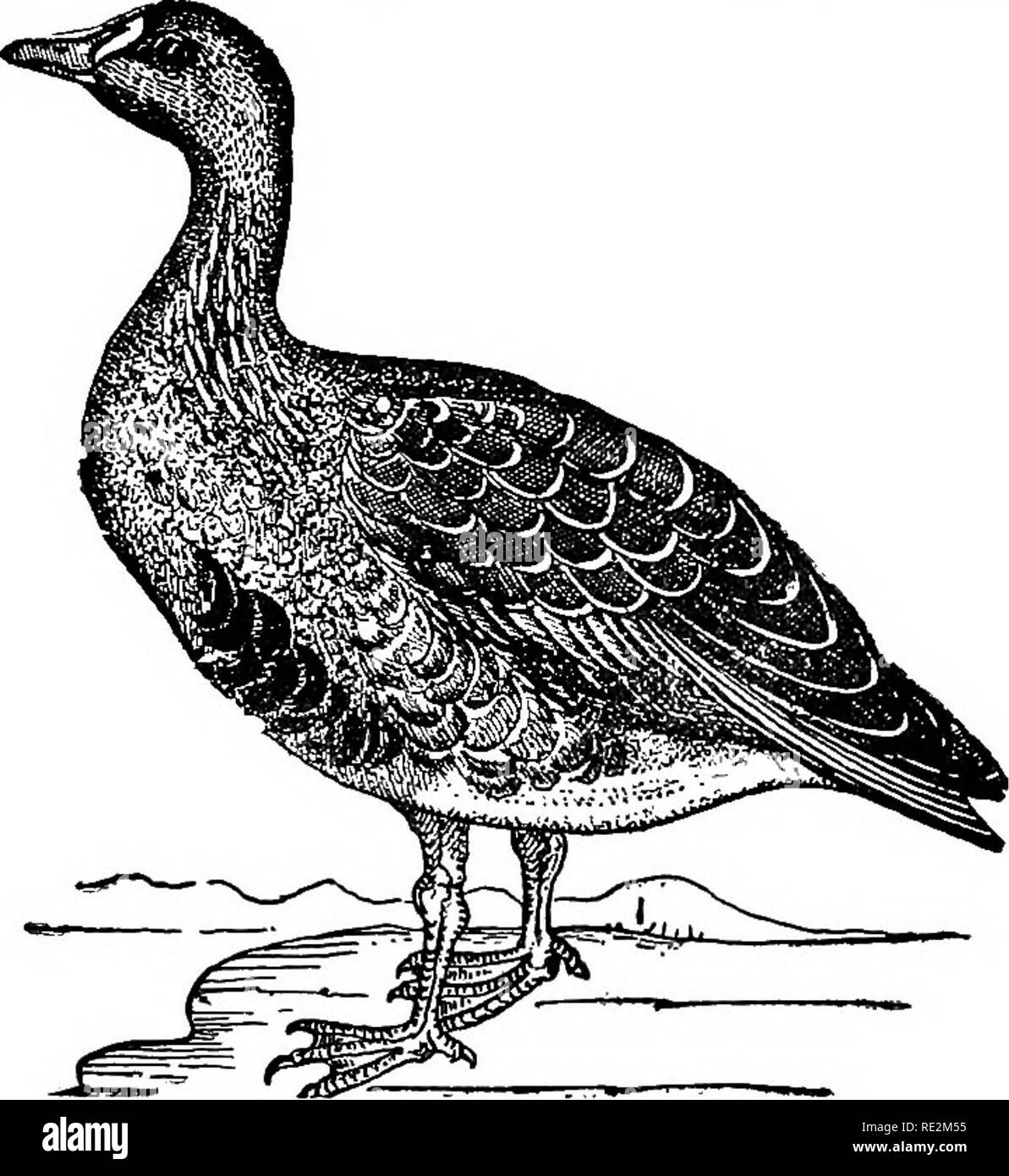 . Nester und Eier der nordamerikanische Vögel. Vögel, Vögel. Nordamerikanische Vögel. 97 170. Der BOSS ist Snow Goose. Chen Rossii (Cassin.) Geog. Dist.-Im Sommer arktischen Nordamerika, südwärts im Winter in Südkalifornien und ostwärts nach Montana. Es ist nichts bekannt von den Gewohnheiten, Nester und Eier Dieser Borealen Arten. [171.] WHITE - FBONTED Gans. Anser alMfrons (Gm.) Gepg. Dist. - nördliche Teile der östlichen Hemisphäre und Grönland. Die white-fronted goose der Alten Welt, die sehr ähnelt die Amerikanische Arten, ist in seiner Wanderungen in verschiedenen Teilen Europas verteilt, aber ich Stockfoto