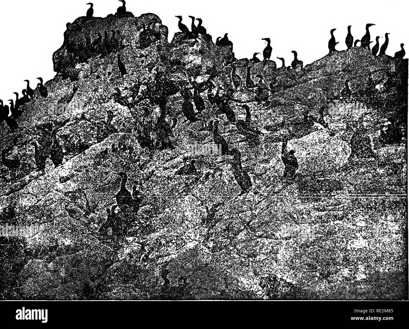 . Nester und Eier der nordamerikanische Vögel. Vögel, Vögel. Nordamerikanische Vögel. 67 120 C. TAEALLONE CORMOBANT. Araneus diloplms albocUiatus Ridgw. Geog. Dist.-Küste von Kalifornien, südlich von Cape St. Lucas und Inseln an der Küste von Mexiko. Dieser Vogel ist als gemeinsame auf den farallones als Baird der Kormoran, und es Nester auf dem rauhen Kanten oder Punkte der Felsen mit Blick auf die Inseln. Über den ersten Mai Sie können gesehen, die Unkräuter und trockenen Seetang zu ihren Nistplätzen, wo sie konstruieren eine flache, Lose und sperrige Plattform, die im großen und ganzen eine recht flache Struktur sein. Die Verschachtelung ist Stockfoto