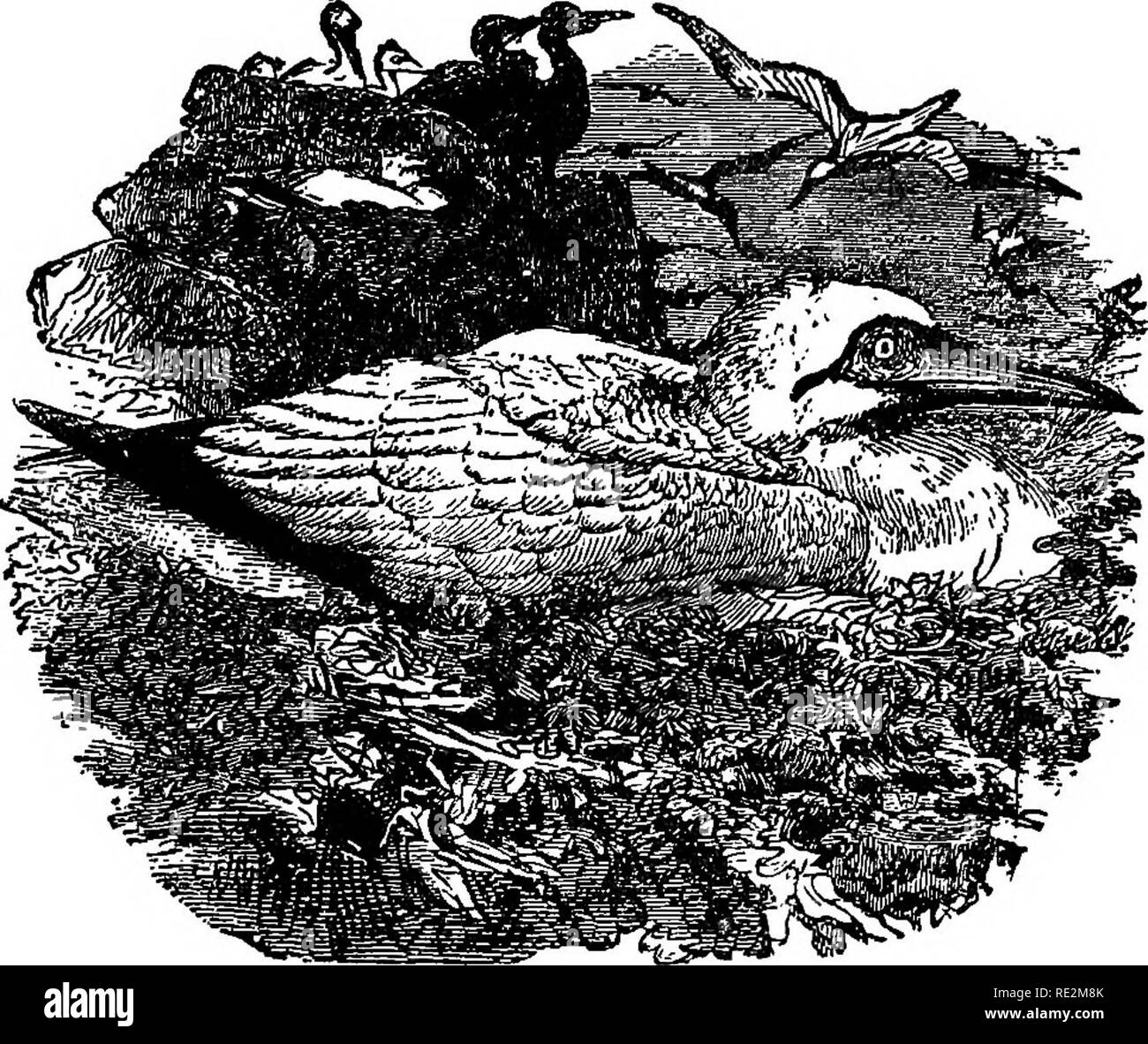 . Nester und Eier der nordamerikanische Vögel. Vögel, Vögel. NORTH AMERICAN BIRDa. 63. 117. Basstölpel und Nester. Der weiße Schwan, oder Solan Gans, wird im gesamten Norden verteilt - ern Atlantischen Ozean, und ist mehr oder weniger ein Bewohner wo gefunden. Einige der wichtigsten Brutplätze dieses Vogels sind auf den Inseln über die Küsten der Scot-land, nbtably der großen Bass Rock an der Mündung des Firth von weiter. Hier brütet in Zehntausende, mit den Möwen, Kormorane und PuflSns, der Felsen bewohnen. Andere seiner Zucht Stationen ist St. Kilda. Die steilen Klippen an dieser Stelle Stockfoto