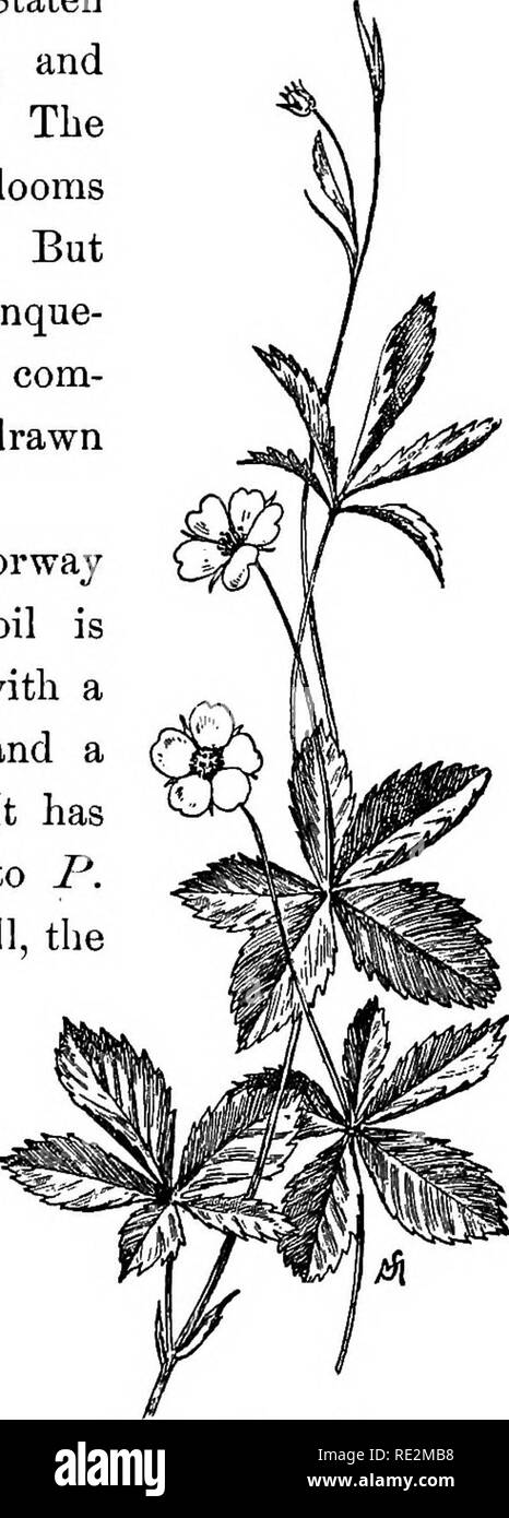 . Vertraute Blumen von Feld und Garten;. Botanik. Mai und Juni. 51 widmet sich den Rest seiner Kraft zu Erdbeeren. Darüber hinaus gibt es nur eine gelb-blühenden Stroh-berry {Fragaria Indica), und das ist nicht sehr kom-mon; ich fand es vor einigen Jahren einmal in Staten Island, und haben es nicht gesehen. Die gemeinsame cinquefoil blüht von Juni bis September. Aber es gibt eine^ Aree-leaved Cinque-Folie, und aus Gründen der Erbgutvergleiche, ich habe es sorgfältig gezeichnet. Norwegen Cinqusfoil. Die Norwegen Fotentilla Norvegica - cinouefoil ist ein hohes verzweigende Pflanze mit einem Blatt von drei Divisionen und eine sehr Haar Stockfoto