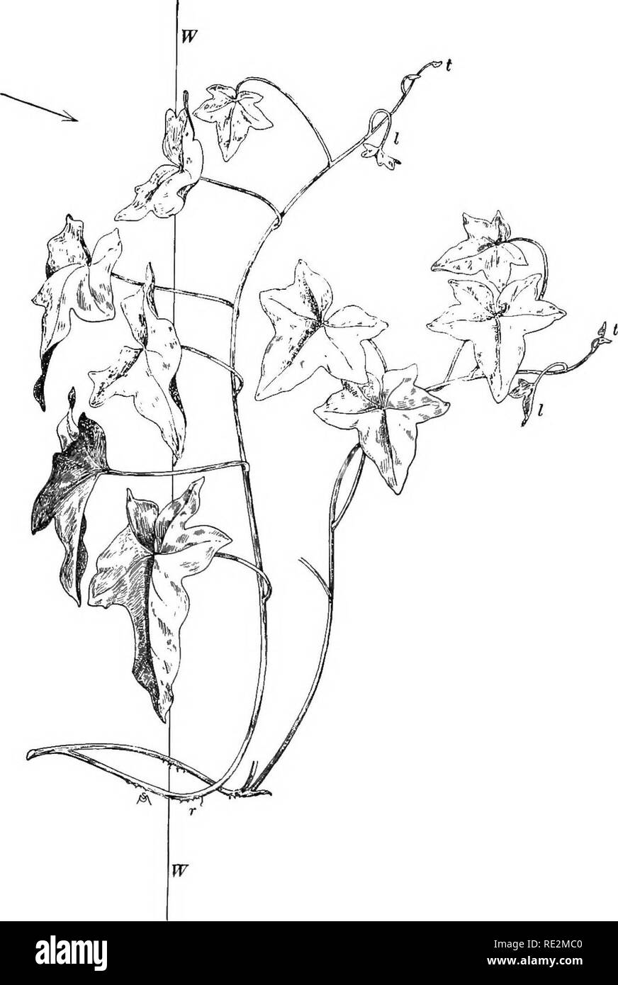 . Praktische Botanik. Botanik. Abb. 50. Ein Efeu (Hedera) vor einem Fenster TI'ir, die Zeile des Fensters Gehäuse gewachsen; alle auf der rechten Seite dieses ist unbeleuchtet Wand. Die Spitzen der Triebe (*) vermeiden Sie die Ught; die jungen Blätter (l) - haben keine defi-nite Position angenommen; die reife Blätter sind fast im rechten Winkel zum Licht, die aus der Richtung des Pfeils; r, luftwurzeln 63. Bitte beachten Sie, dass diese Bilder aus gescannten Seite Bilder, die digital für die Lesbarkeit verbessert haben mögen - Färbung und Aussehen dieser Abbildungen können nicht Perfekt th ähneln extrahiert werden Stockfoto