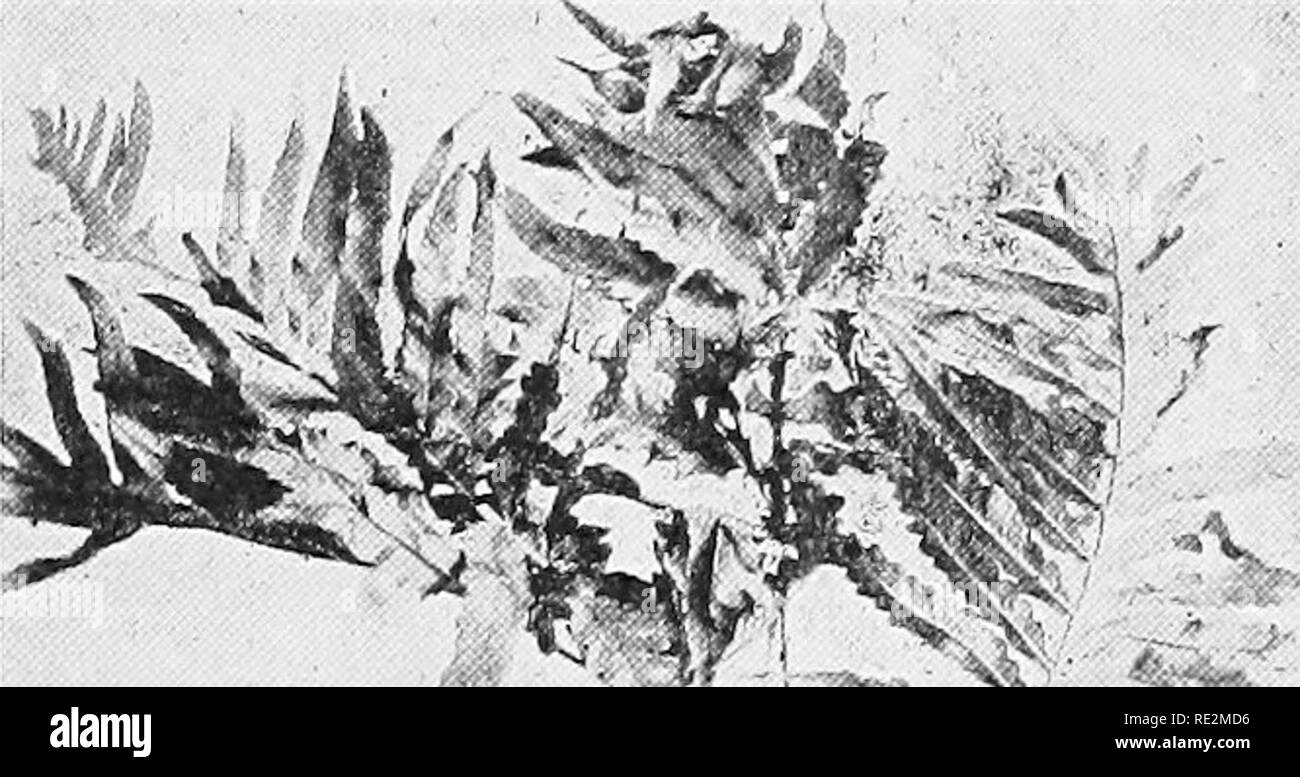. Elementare Botanik. Botanik. 274 MO-RPHOLOGY. Farne sind Beispiele für diese interessante Beziehung zwischen die Blätter wie die Gemeinsame empfindlicher Farn ((Jnoclea sensibilis) und der Strauß Farn ((). Struthiopteris) und den Zimt Farn (Osmunda cinnamomea). Die empfindlichen Farn ist hier in der Abb. gezeigt. 316. Die sterilen Blätter sind groß, breit ausgebaut und Gefiedert, die. Bitte beachten Sie, dass diese Bilder sind von der gescannten Seite Bilder, die digital für die Lesbarkeit verbessert haben mögen - Färbung und Aussehen dieser Abbildungen können nicht perfekt dem Original ähneln. extrahiert. Atkinson, Georg Stockfoto