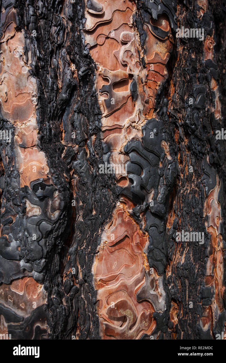Gila Wilderness, Catron County, New Mexico, USA Stockfoto