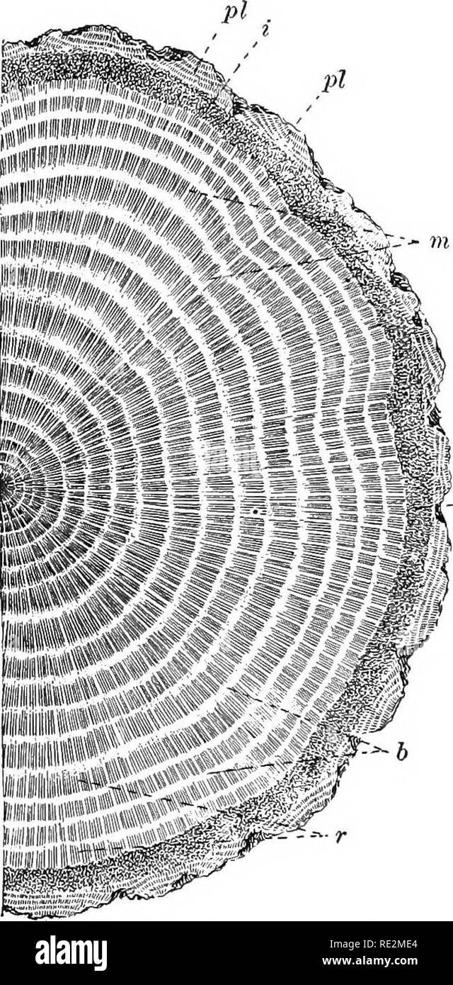 . Praktische Botanik. Botanik. 50 PEACTICAL Botanik zieht, sondern seitlich sind sie von der Erde unterstützt. Daher ist es üblich, dass die jungen Wurzeln mit einem faserigen mittleren Zylinder von vergleichsweise kleinen di-Ameter, durch eine Beschichtung mit viel schwächeren Gewebe (Abb. umgeben zu finden. 34, C). 47. Begrenzte thicken-ing der jährlichen stammt. In Stämmen von großen dicoty - ledons, die jedes Jahr auf den Boden sterben, wie Sonnenblumen, ironweeds, Hanf, riesige ragweed, und so weiter, das Wachstum im dicken-ness geht auf tliroughout im Sommer. Die äußeren Zellen des Kambiums con-tinually bis Split, durch die Bildung von tangentialen Partitionen (p Stockfoto