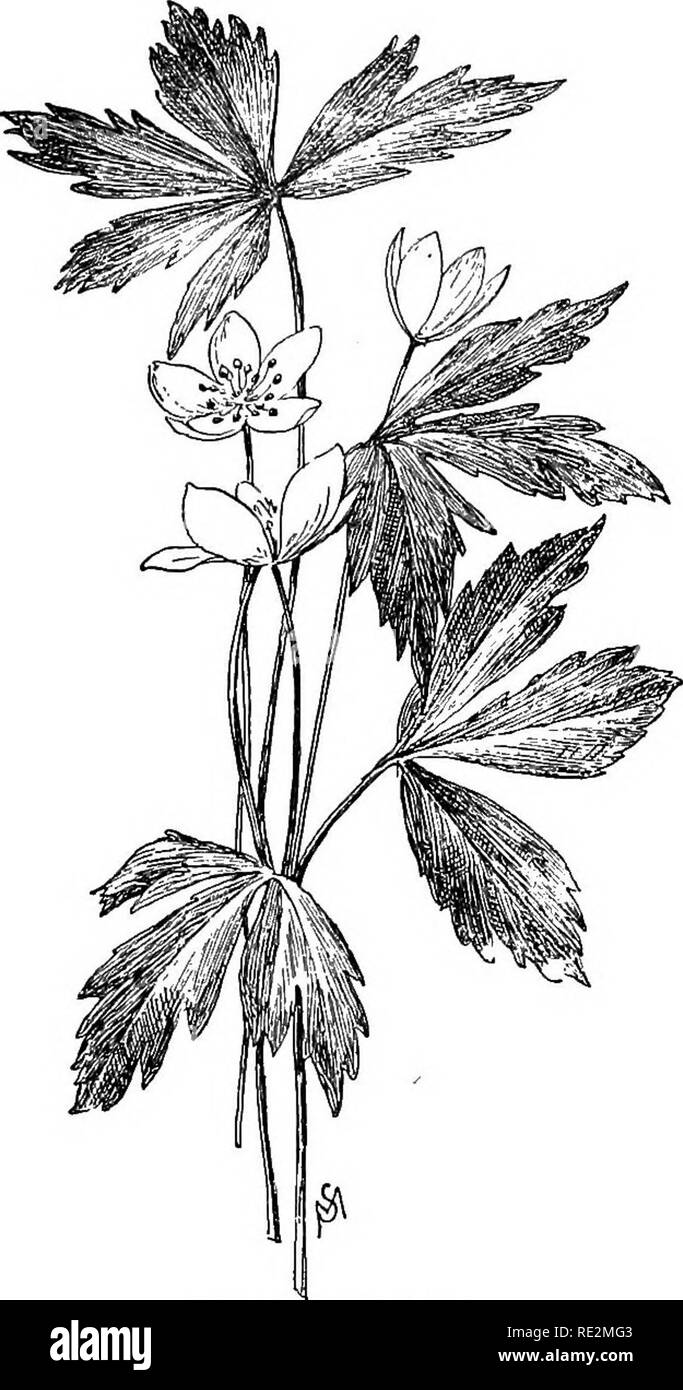 . Vertraute Blumen von Feld und Garten;. Botanik. 16 VERTRAUT BLUMEN VON FELD UND GARTEN.. Anemone officinalis. Buschwindröschen, die Buschwindröschen peally orWiadflower. gehört in der Anemone officinalis. t t t f t der Halt beleuchteten Wald der Frühling, wenn das Laub un-entwickelt und sein Schatten ist dünn und fleckig; aber ich habe oft das die Weißen Berge Wald gefunden. Die grüne, 3-seitig Seed pod sieht aus wie ein beechnut. Uvularia perfoliata ist ein sehr in der Nähe von Rela- tion auf die Blume mit Differenzen, die Prof. Goodale voll in seinem Buch erklärt, wilde Blumen von Amerika berechtigt. Es ist sufiicien Stockfoto