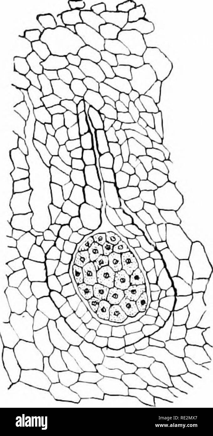 . Elementare Botanik. Botanik. Abb. 2 S 3. Archegiiniuni der Riccia, Hals, venter und das Ei; arcliegonium wird teilweise durch tiie Gewebe der Thallus umgeben. (Riccia crystallina) Abb. 254. Voung Embryo (sporogoni-uni) der Riccia, witliin tlie Venter Der archegonium; Letzteres hat nun zwei Schichten von Zellen. (Riccia crystallina,) das Ei, auf der anderen Seite, nach acqitiring eine dünne Wand, quillt auf und Kassen der Hohlraum der venter. Dann teilt durch ein Kreuz an der Wand in zwei Zellen. Diese beiden wachsen, und Teilen wieder, antl so auf tmtil gibt es eine recht große Masse von Zellen in Form abgerundet Stockfoto