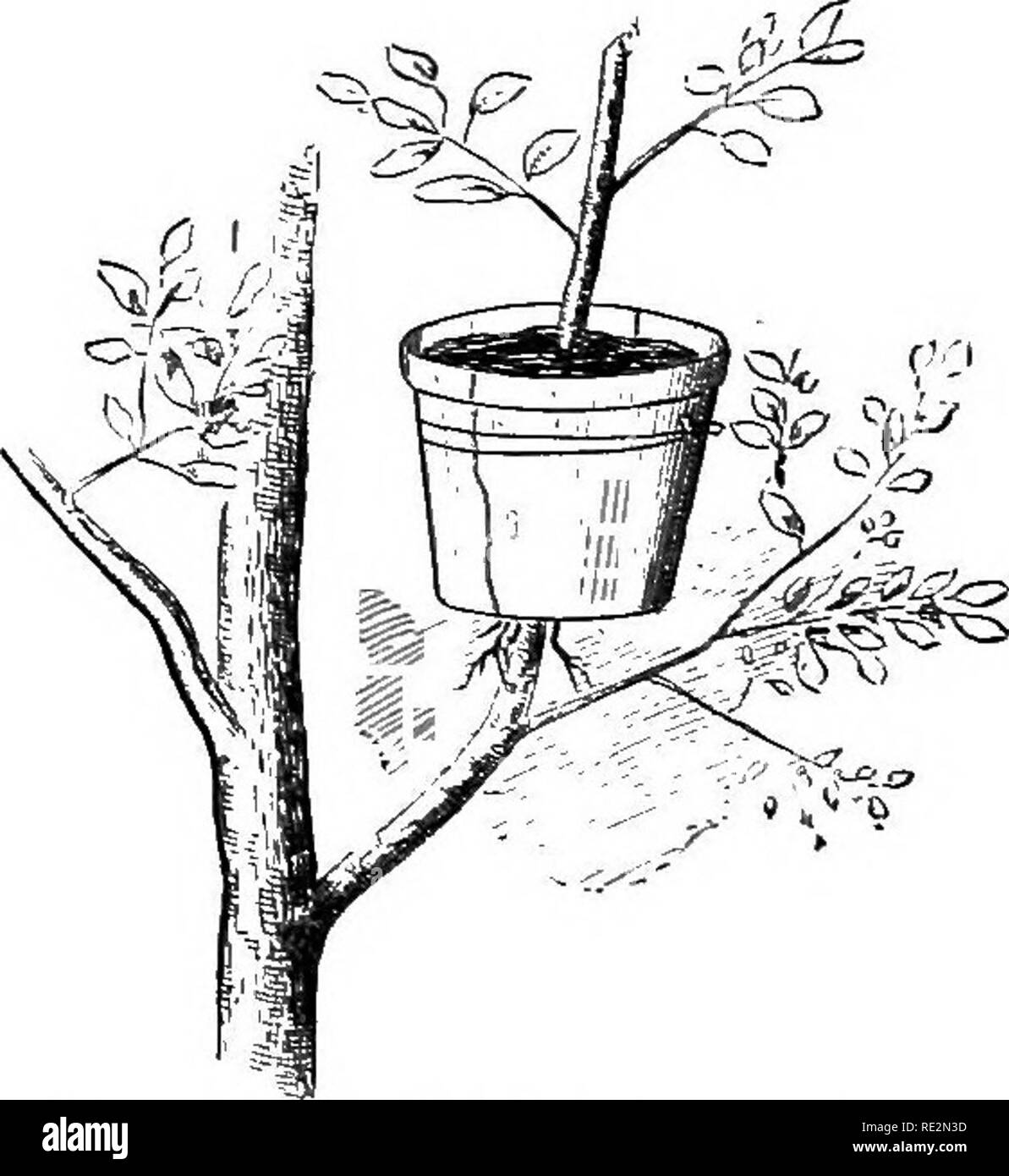 . Amerikanische Gartenbau Handbuch... Gartenarbeit; Gartenbau; Obst - Kultur. 48 HOETICtTLTTJEAL MAXUAL. Vor abdecken mit Erde die Feder der Niederlassung und Wind sind geeignet, sie allmählich aus ihrer Position zu ziehen, bevor das Verwurzeln befestigt. Sehr mauy Bäume und Sträucher können auf diese Weise geschichtet werden, aber einige von ihnen, wie Kirsche, Pflaume, und Birke, wUl erfordern zwei oder drei Jahre. Die Ebene an der Mutterpflanze befestigt ist in der Lage, Leben und Wachstum beizubehalten, während der überdachte und verletzten Teil wird fertig, Wurzeln zu emittieren. Im Süden die Rose und andere Sträucher sind oft in der Luft in den Töpfen geschichtet, ein Stockfoto
