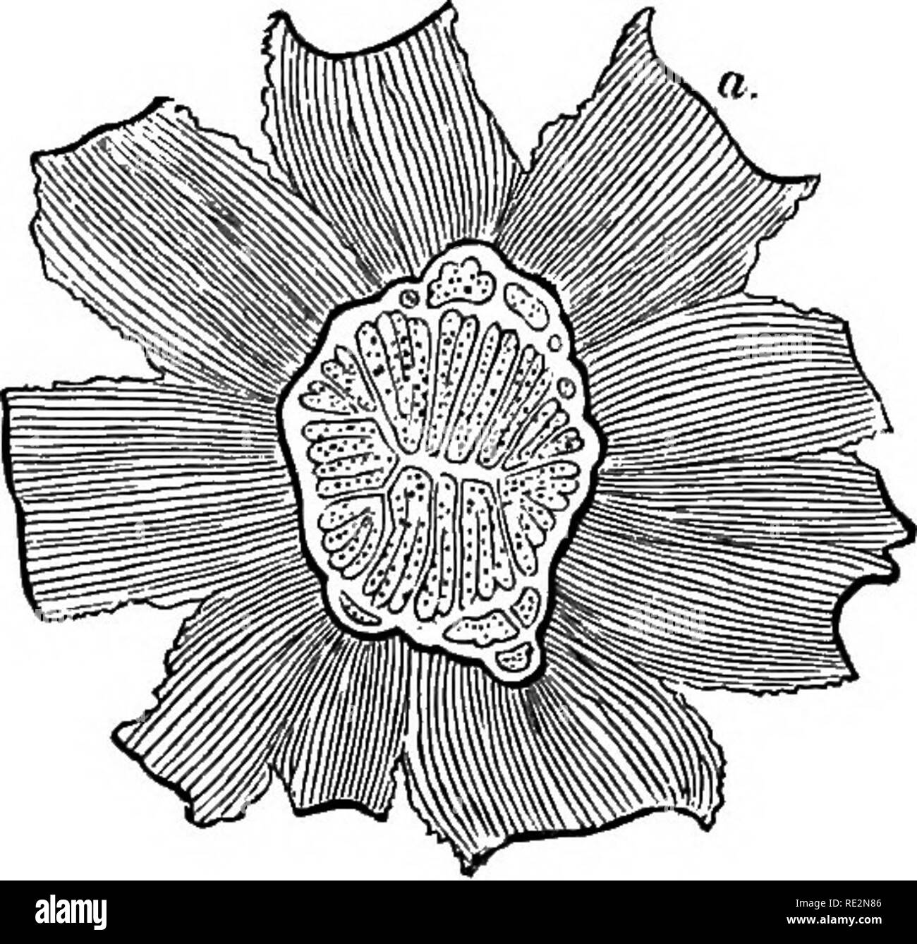 . Vergleichende Anatomie der vegetativen Organe Der phanerogamen und ...