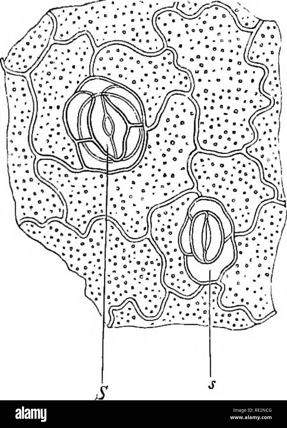 . Vergleichende Anatomie der vegetativen Organe Der phanerogamen und Farne;. Anlage Anatomie; Farne. Enden und die Verbindungen des Bundles. 379 normal. Gegen Ende Sie sind konisch, und das Xylem und Phloem in solch einer Weise schmälern, dass auch hier die ultimative Kündigung besteht nur aus einem oder wenigen Zeilen von kurzen tracheides. Sie durch die Tatsache, dass innerhalb der Lamina des Blattes, als ob die feineren Zweige zu ersetzen sind, die Kante des Xylem in ihrer ganzen Länge in eine Grenze erweitert, bestehend aus Reihen der kurzen tracheides in das Parenchym der Blatt eingefügt. Diese Stockfoto