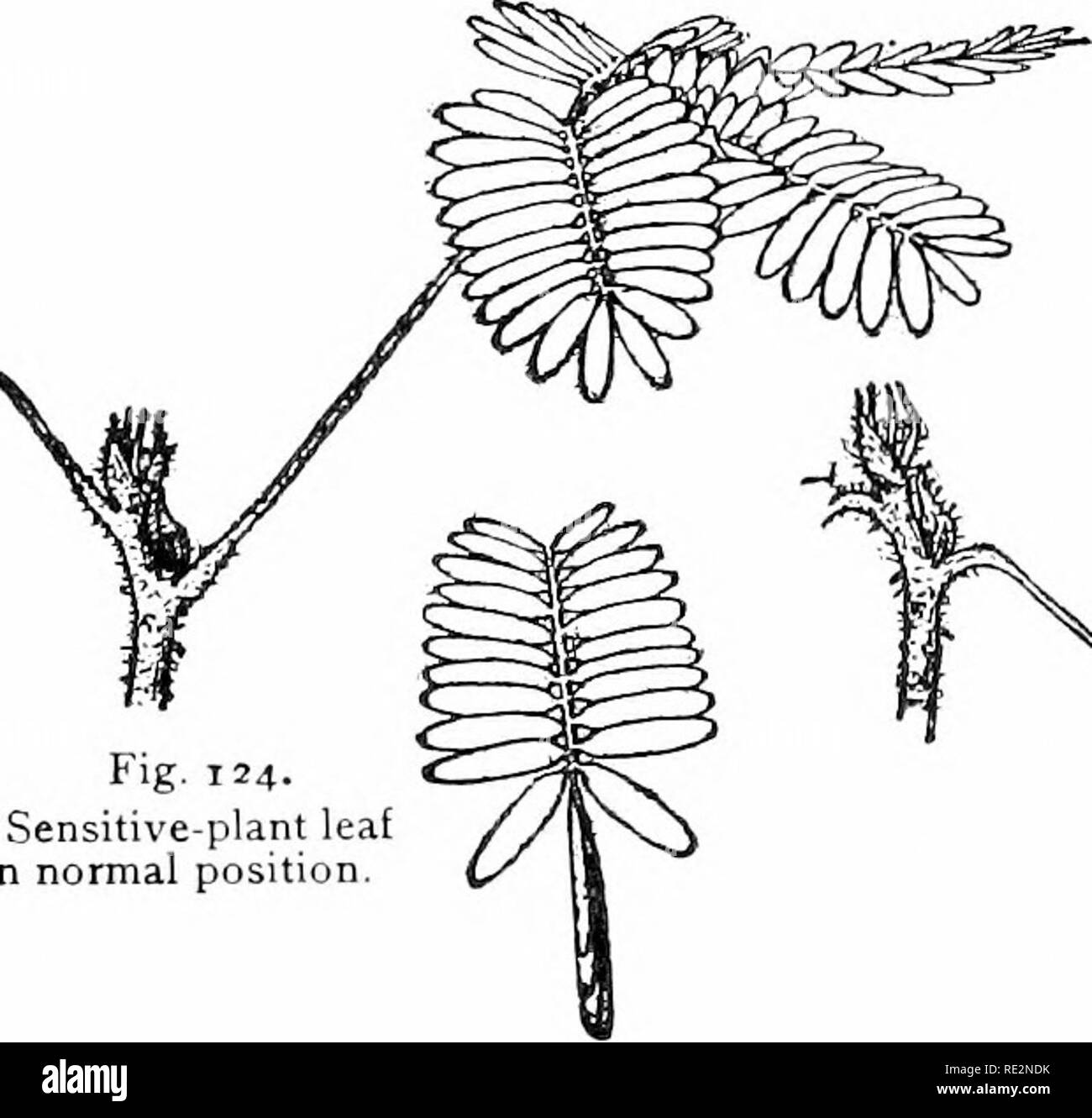 . Elementare Botanik. Botanik. 132 Physiologie. oben wie eine Drahtspule, Feder, so dass die Blätter oder Niederlassung, von der aus die Ranke näher an das Objekt der Unterstützung wächst. Diese Spule Ijetwcen das Objekt der Unterstützung und die Anlage ist auch sehr im Nachlassen der Anlage bei heftigen Windböen, die das Werk von seiner Halterung reißen könnte, gäbe es nicht die Erträge und die Bewegung dieser Spule wichtig. 271. Empfindliche Pflanzen. - Diese Pflanzen sind bemerkenswert für die rasche Reaktion auf Reize. Mimosa pudica ist eine exzellente Anlage für diesen Zweck zu studieren. 272. Bewegung als Reaktion auf Reize. Stockfoto