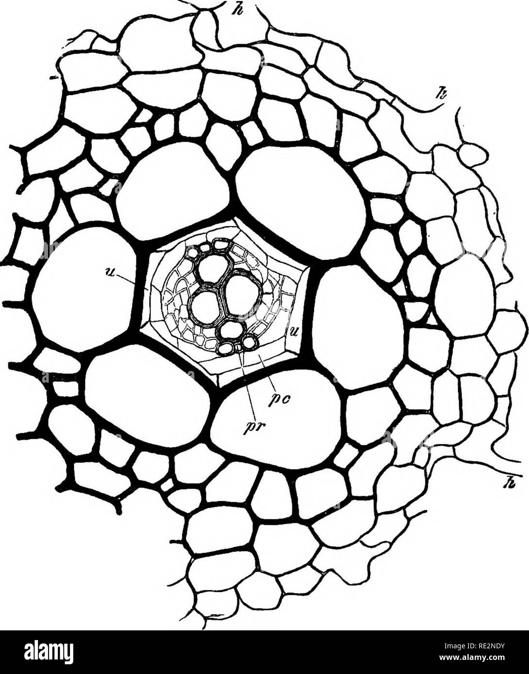 . Vergleichende Anatomie der vegetativen Organe Der phanerogamen und Farne;. Anlage Anatomie; Farne. Struktur der RADIAL-Bundles. 3^3 tracheides, die mehrere Zeilen, sind von einer anderen Struktur, ähnlich wie im Fall der am Stengel und am Blatt auf S. 346 beschrieben, und sind alle in etwa gleich und relativ kleine Breite. Triarch und vierfürst Bundles manchmal auftreten, in dicken Wurzeln von Arten, die in der Regel diarch sind; triarch - Pakete haben in Pilularia, Equisetum, Botrychium, Blechnum brasiliense beobachtet, und Cyathea meduUaris, vierfürst in Equisetum, die blechnum oben Genannten Stockfoto