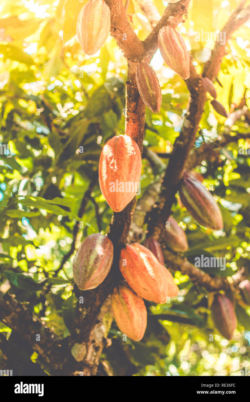 Organische frischen Kakao auf dem Baum, Kakao Zellstoff Schokolade Stockfoto