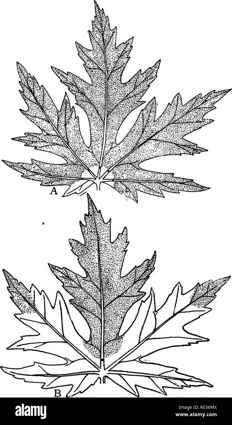 . Anlage Anatomie aus der Sicht der Entwicklung und Funktionen der Gewebe, und Handbuch der Micro-Technic. Anlage Anatomie. Verlauf DER VERTEILUNG VON NAHRUNGSMITTELN 165 wo das Sieb Röhren auftreten, ist es klar, dass eine langsame Bewegung in der viele ergiebige Quarzgänge Feed einen viel schnelleren Informationsfluss in den wenigen wichtigen Sendern könnte; und das ist vermutlich, was passiert.. Abb. 91. Zeigt die Wirkung von Quer durch die Adern auf dem Ausbau von Nahrungsmitteln aus dem Blatt. j4, alle der wichtigsten Adern sind ganz in der Nähe von ihren Basen geschnitten; B, Mitte der Vene allein hat getrennt worden. Die gepunktete Bereiche zeigen die Stärke der Reaktion mit der iodin Stockfoto