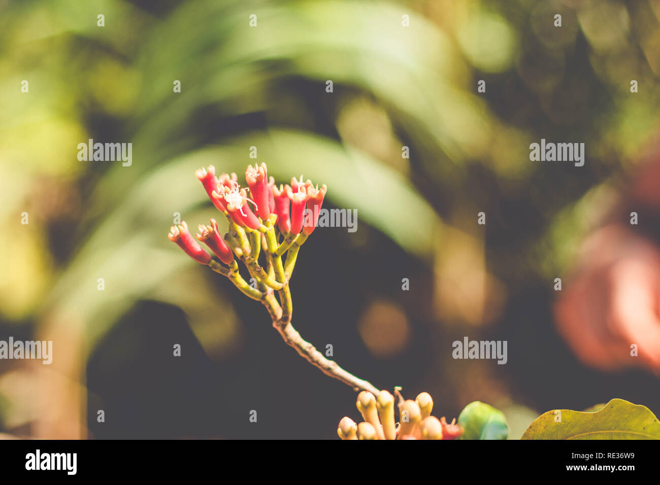 Gewürz, Nelke Nelke, frisch vom Baum (syzygium Aromaticum) Stockfoto