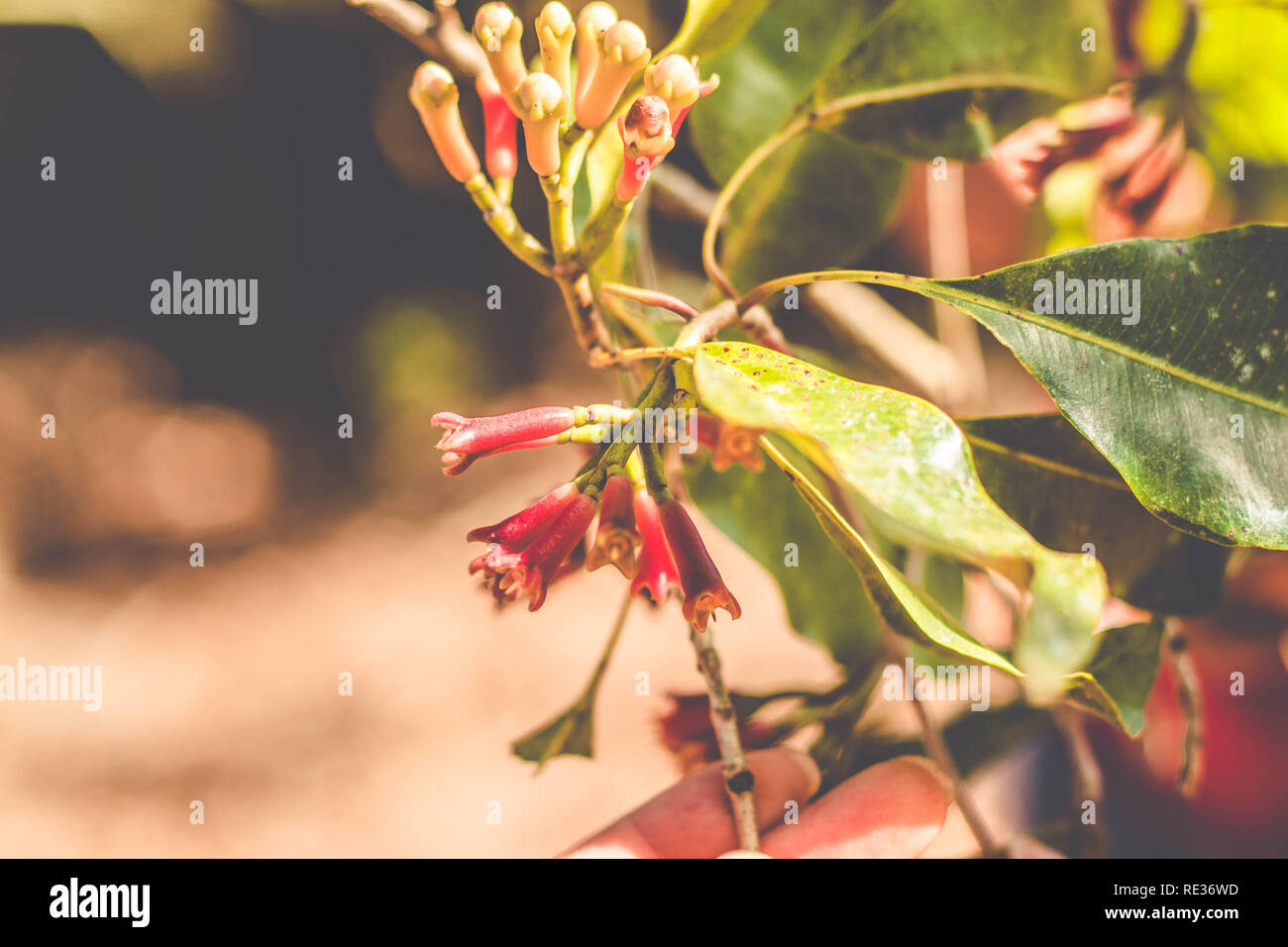 Gewürz, Nelke Nelke, frisch vom Baum (syzygium Aromaticum) Stockfoto