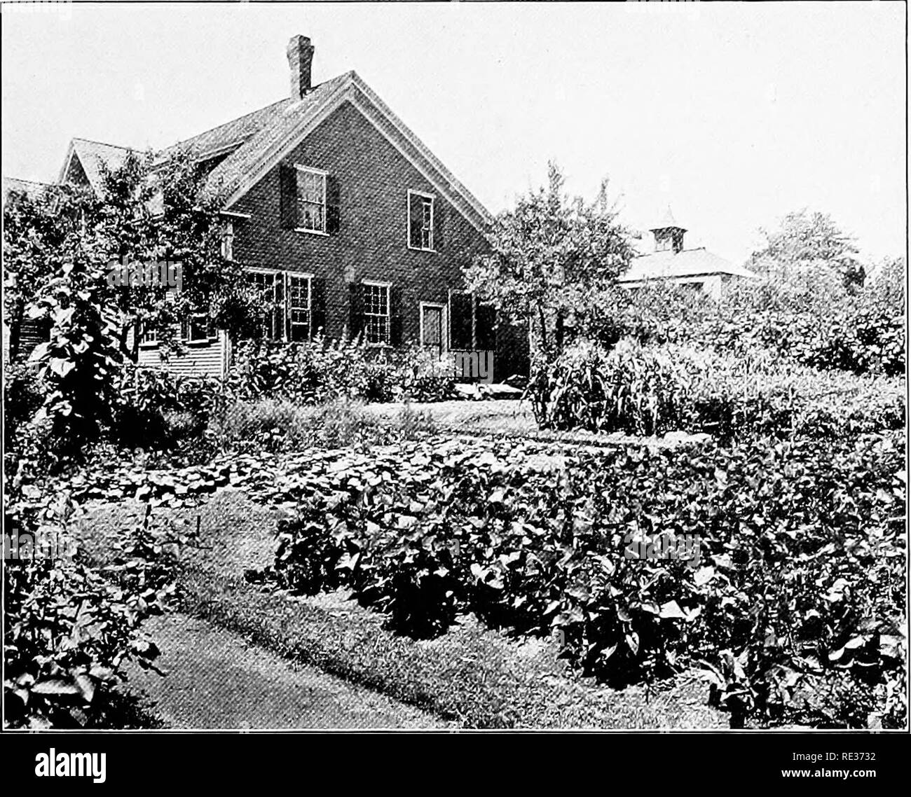 . Schule und Hausgärten. Gartenarbeit; Schule Gärten. Die VEiG^ ETABLE GARTEN 231, dass Sie nicht cany Krankheiten und Insekten von einem zum anderen. Die besten Ergebnisse können erwartet werden, wenn die Pflanzen eine andere Art von Nahrung Element nachfragen. Pflanzen für Wurzeln gewachsen, kann durch ein hohes Erntegut, das sein Wachstum meist oberirdisch befolgt werden. Radieschen. Abb. 131. Ein Haus Garten in Cambridge, Massacliusetts das Foto 1. August genommen wurde und Rüben können durch Tomaten befolgt werden. Wenn spät Radieschen und Zuckerrüben angebaut werden, sollten nicht zu früh Pflanzen der gleichen Art gelingt, wie die Gefahr des Stockfoto