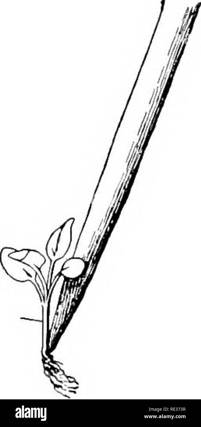 . Schule und Hausgärten. Gartenarbeit; Schule Gärten. 220 SCHULE UND HAUSGÄRTEN. Abb. 127. Abholung einen Sämling mit einem dibble Itottoni für die Entwässerung; an dieser Stelle eine Schicht von aljout ein Zoll von grobem Material (faserigen Lehm oder Dünger) Wie wird nicht durch den Bildschirm gehen. Dann füllen Sie Boden innerhalb einer halben Zoll von der Spitze. Pack den Boden vorsichtig ab, so dass keine Taschen oder freien Räume in der ankömmlinge oder entlang den Seiten. Die Sämlinge. Wasser der Seed-lings am Tag, bevor sie aufgenommen werden, so dass der Boden in guter con werden-dition. Mit einem Stock oder einem Trans Stockfoto