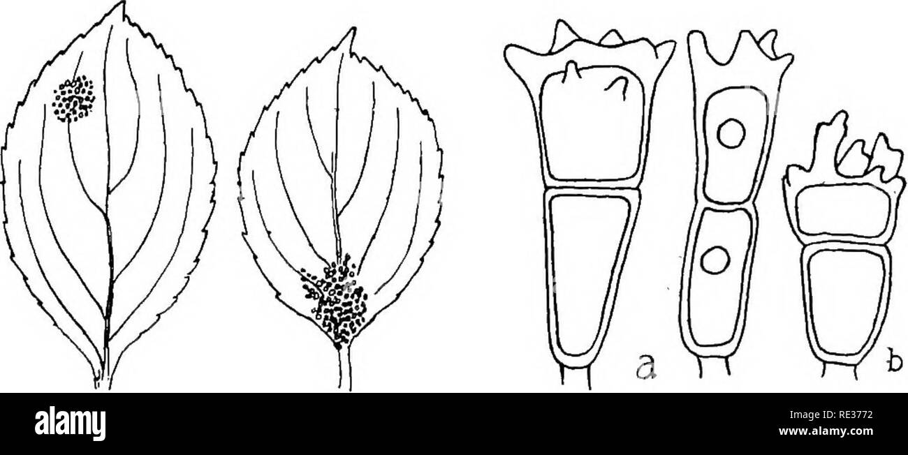 . Die britische Rostpilze (uredinales) ihre Biologie und Klassifizierung. Rostpilze. 256 PUCCINIA mit drei oder vier unauffällige Keim-Poren; paraphyses sehr wenige oder wollen. Teleutospores. Sori hypophyllous, manchmal im Kreis angeordnet um die Uredo - Sori, selten verstreut, gelegentlich Con-. Abb. 195. S. Lolii. jEcidia an Blättern E.catharticus; Teleutospores, a, auf Lolium, b, auf Arrhenatherum. fließend, länglich oder linear,^ - 1 mm lang, fast immer unter der Epidermis bedeckt, schwarz; Sporen wie in S. coronata, aber sehr unregelmäßig; mesospores ebenfalls auftreten. iEcidia auf Rhamnus catharticus, Mai und Stockfoto