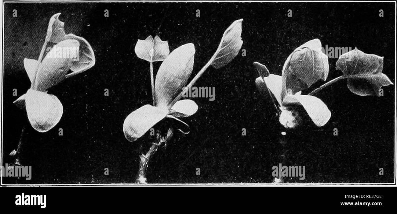 . Grundlagen der Botanik. Botanik. Abb. 20.- Tulip Glühbirne; Längsschnitt. F, solid Stammzellen; B, Knospe; S, Leaf-Basen als Bud - Skalen und auch für die Lagerung von pflanzliche Nahrung. lässt nichts bleibt aber Base, Blattstiel, größere Venen, und die Lippen der Klinge, wie in Neuseeland Himbeere. Abb. 21.- Knospen der tuhp-Baumstruktur {Liriadendron tulipifera), nebenblätter wie Bud-Skalen. (Foto durch den Autor.) (Abb. 18). In einigen Anlagen, wie zum Beispiel die Gräser (Abb. 22), es ist also keine Unterscheidung zwischen den Blattstiel und Blade.. Bitte beachten Sie, dass diese Bilder aus gescannten Seite Bilder extrahiert werden Stockfoto