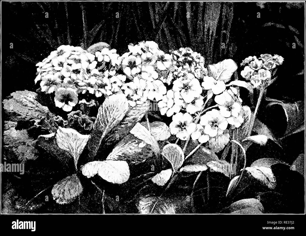 . Schule und Hausgärten. Gartenarbeit; Schule Gärten. Pflanzen FLOWEEmG Peimeose 121 Die Englische gelbe Primel {Primula vulgaris) ist eine gute Anlage für einen schattigen Grenze oder für eine Nordausrichtung. Seine Farbe ist strohgelb, und es wächst von sechs bis acht Zoll hoch. Die Erde sollte leicht sein und gut versorgt. Abb. 58. Primrose {Primula vulgaris) mit Blattform. Im Winter sollte es mit einer Decke von Blätter, Stroh, oder grobes Material geschützt werden. Die Saat im September in einen Samen oder einem kalten Rahmen. Nach der Transplantation in das Saatgut, die Pflanzen vom Gedränge zu halten und eine starke zu fördern Stockfoto