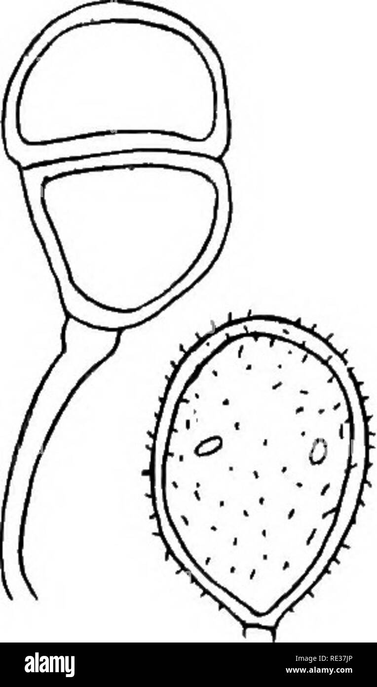 . Die britische Rostpilze (uredinales) ihre Biologie und Klassifizierung. Rostpilze. 182 PUCCINIA Teleutospores. A. in Abb. 130. S. HydrocotyUs. Teleutospore und uredospore. Nur sehr wenige sind in der Uredo - Sori, Ellipsoid länglich, an beiden Enden abgerundet gefunden, kaum verdickt, leicht verengt, glatt, Braun, 30 - 44 x 18 - 28 fi; Stiele Glasigkeit, dünn, Laubbäume. Auf Hydrocotyle vulgaris. Selten: Kew Gardens; Epping Forest; Irland, Dublin. Uredospores, Juli - September; teleutospores, Oktober. (Abb. 130.) Diese Arten ia sehr unvollkommen bekannt. Die secidium ist nur aus Südamerika aufgezeichnet; Stockfoto