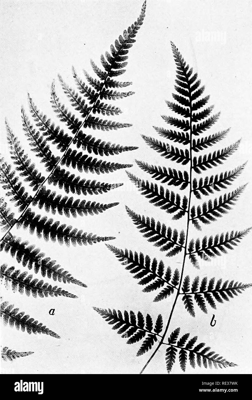 New England Farne und ihre gemeinsamen Alliierten; eine einfache Methode  zur Bestimmung der Arten. Farne. ^^K - ich^ DODGE FERN. a. Tipp von Wedel,  mit einem fewfruit dots SPINULOSE HOLZ FERN. /
