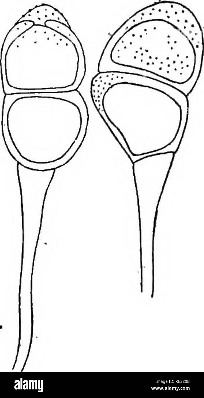 . Die britische Rostpilze (uredinales) ihre Biologie und Klassifizierung. Rostpilze. 134 PUCCINIA 6. Puccinia Absinthii DC. Trichohads Artemisiae Berk. ; Cooke, Micr. Fung. S. 223. Puccinia Discoidearum Link; Cooke, Micr. Fung. S. 206. S. TaTiaceti Plowr. Uriert. S. 189 p.p. Saoc. Syll. vii. 637,- p.p. S. Absinthii DC. Flor. fr. vi. 56. Sydow, Monogr. Ich. 11. Fischer, gemessen. Schweiz, S. 188, w. 148. Uredospores. Sori generell hypophyllous, gelblich-braun oder unbestimmte Spots, zerstreut oder aggregierte, nicht konfluent, minute, rundlich, pulverulent, blass-braun; Sporen gewölbt, eiförmig, echinulat Stockfoto