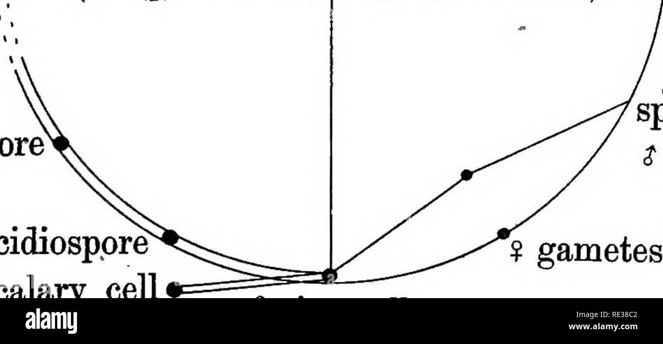 . Die britische Rostpilze (uredinales) ihre Biologie und Klassifizierung. Rostpilze. Sporophyt (2 n Generation) uredospore secidiosppre GAMETOPHYTE intercalary Zelle (w Generation). '^ spermatium ich Gamete ¥ Gameten fusion-Zelle der n-Generation ist, in dem der Kern ist die Haploide Chromosomenzahl oder, wenn es keine unterschiedlichen Chromosomen sichtbar, die einheitliche Höhe des Chromatins; im 2?? Generation jede Zelle hat den doppelten (diploiden) Anzahl der Chromosomen oder der doppelte Betrag des Chromatins, auf den ersten sur-durch zwei nukleare Membranen abgerundet, danach durch einen.. Bitte beachten Sie, dass diese Bild Stockfoto . Die britische Rostpilze (uredinales) ihre Biologie und Klassifizierung. Rostpilze. Sporophyt (2 n Generation) uredospore secidiosppre GAMETOPHYTE intercalary Zelle (w Generation). '^ spermatium ich Gamete ¥ Gameten fusion-Zelle der n-Generation ist, in dem der Kern ist die Haploide Chromosomenzahl oder, wenn es keine unterschiedlichen Chromosomen sichtbar, die einheitliche Höhe des Chromatins; im 2?? Generation jede Zelle hat den doppelten (diploiden) Anzahl der Chromosomen oder der doppelte Betrag des Chromatins, auf den ersten sur-durch zwei nukleare Membranen abgerundet, danach durch einen.. Bitte beachten Sie, dass diese Bild Stockfoto