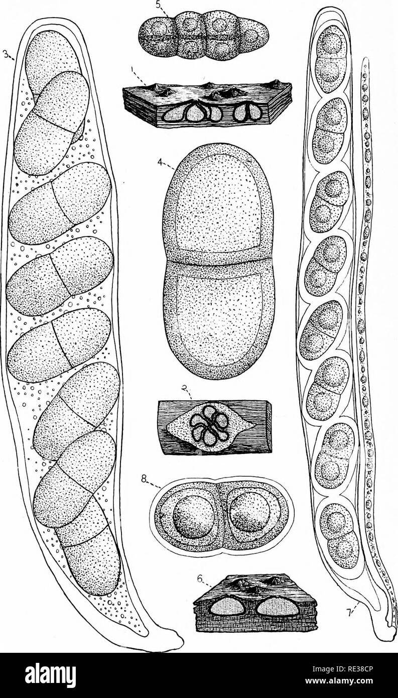 . Die Nordamerikanischen Pyrenomycetes. Ein Beitrag zur mycologic Botanik. Pyrenomycetes. Platte 30.f VV, Anderson, Ad. i^"t.del G "o AV. 5 fl"&gt; - - -" ". r^^ l'. Bitte beachten Sie, dass diese Bilder sind von der gescannten Seite Bilder, die digital für die Lesbarkeit verbessert haben mögen - Färbung und Aussehen dieser Abbildungen können nicht perfekt dem Original ähneln. extrahiert. Ellis, Job Bricknell, 1829-1905; Everhart, Benjamin Matlack, 1818-1904. Newfield, N. J., Ellis & Amp; Everhart Stockfoto