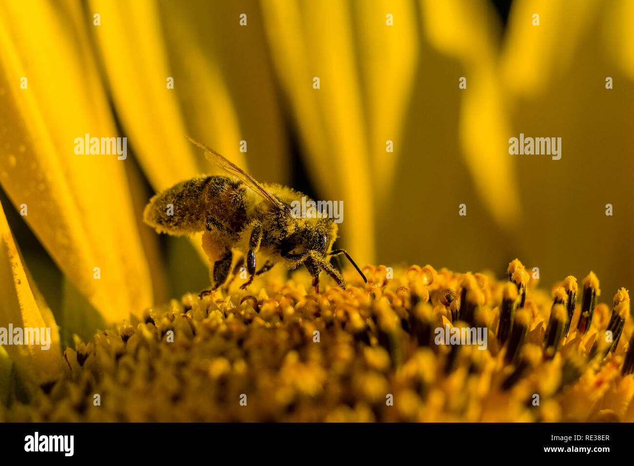 Eine Honigbiene (Apis mellifera carnica) sammelt Pollen auf eine gelbe Sonnenblume (Helianthus annuus) Stockfoto