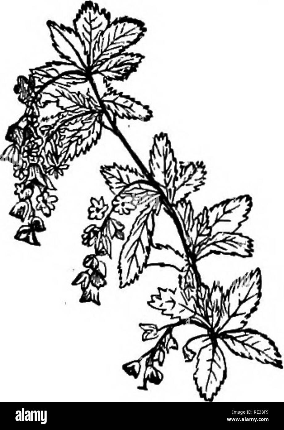 . Handbuch der Imkerei. Bienen im Frühling, wie mit Kindern im Winter, auf der Suche nach dem Schönen Scarlet/Beeren, so angenehm herb. Abb. 78 - berberitze.. In Kalifornien, dem sumach, der Kaffee Berry, und den berühmten Weißen Salbei (Abb. 79), halten Sie die Bienen voller Aktivität. Bitte beachten Sie, dass diese Bilder sind von der gescannten Seite Bilder, die digital für die Lesbarkeit verbessert haben mögen - Färbung und Aussehen dieser Abbildungen können nicht perfekt dem Original ähneln. extrahiert. Koch, Albert John, 1842-1916. Chicago, Illinois, T.G.Newman Stockfoto