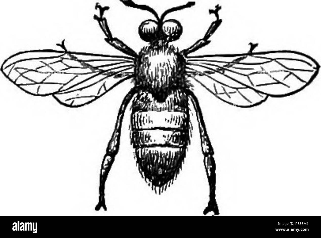 . Handbuch der Imkerei. Bienen. 86 HANDBUCH OP die Imkerei. Umgebungsbedingungen, alle würden konsequent und har-monious angezeigt werden. Die DROHNEN. Diese sind die männlichen Bienen, und werden in der Regel in den Bienenstock nur von Mai bis November gefunden; Wenn alle Winter bleiben, und sind nicht selten im Sommer nicht vorhanden. Ihre Anwesenheit oder Abwesenheit ist abhängig von der Gegenwart und Profis - pective Zustand der Kolonie. Wenn Sie benötigt werden, oder wahrscheinlich erforderlich werden, dann werden Sie aye vorhanden. Es gibt in Abb. 17.. Drone Bee, vergrößert. Natur mehrere Hundert in jeder Kolonie. Die Zahl kann und sollte. stark reduziert werden. Stockfoto