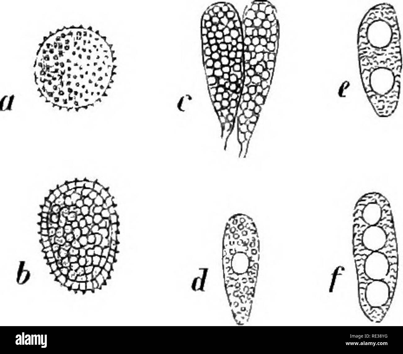. Dänische Pilze wie im herbarium von E.Rostrup vertreten;. Pilze. 286 Diese wachsenden in der Nähe von Pine sind - Holz; auf Senecio palustris (zinerarie) werden immer nur sehr wenige und kleine Sori. Senecio vulgaris, silvaticus, viscosus Gemeinsamen. Senecio Vernalis. J. Vroue!; Falst. B0 t0 (R99 a2^Â°). Senecio pulcher. S. Botanisk haben (A. Lge). 5 enecio Doria. S. - Landbohcijskolens haben (R 92 g^2). Zinerarie palustris. J. Gaardbo-gaard (F. K.R. Exc. 19/07 96), Manager!; S. Rungsted!, Skelskar (Exc. ^ i/e 07). Zinerarie hybrida. L. in Hardenberg (J. Jergensen). Crepis tectorum. F. Skaarup C/9 78 R 96 0^30), Stockfoto