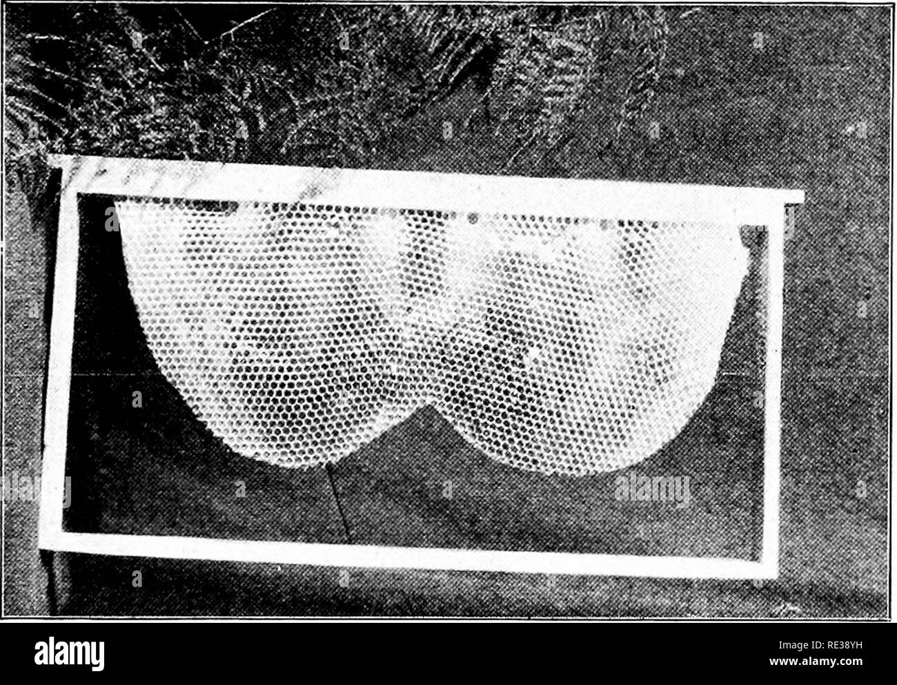 . Fünfzig Jahre unter den Bienen. Bienen. Fünfzig Jahre UNTER DEN BIENEN 255 Brut, aber mit viel verdeckelten Brutzellen, einige davon nur Notruf-ing, und Schließen der Bienenkorb Bienenzucht - legen Sie fest, wo es keine Gefahr der Brut gekühlt wird. Eine Möglichkeit, dies zu tun ist es über eine starke Kolonie, Drahtgewebe verhindern, dass der Übergang von der Bienen von einem Bienenstock auf der anderen. Am Ende der fünf Tage die Ausgliederung kann auf einem eigenen Stand gesetzt werden, und diese flve Tage alten Bienen, unter Stress der Notwendigkeit, wird bald zu sehen sein, die in Pollen.. Abb. S9-Conih für Queen-Cells, getrimmt. Künstliche Erhöhung. Die Bekämpfung so bitter eine Stockfoto