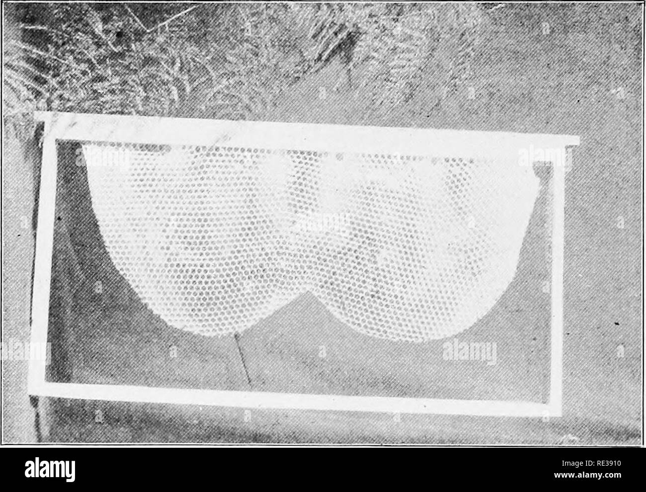 . Fünfzig Jahre unter den Bienen. Bienen. 246 FÜNFZIG JAHRE UNTER DEN BIENEN von verdeckelten Brutzellen, etwas von ihm gerade erst, und dann schließen den Bienenstock Imker dicht Sie setzen, in dem es keine Gefahr der Brut gekühlt wird. Eine Möglichkeit, dies zu tun ist es über eine starke Kolonie, Kabel cloMi pi 'e' ('iitina tlie | IAS: ii; c' der Tlic liec ^s froii ein Hi'e Io die Andere. Am Ende der fünf Tage die Ausgliederung kann auf einem eigenen Stand gesetzt werden, und diese fünf Tage alten Bienen, unter dem Druck der Ne-cessity, wird bald zu sehen sein, die in Pollen.. Abb. 89.- Conih für Königin Zellen. Getrimmt. Künstliche Erhöhung. Die Bekämpfung so bitter agai Stockfoto