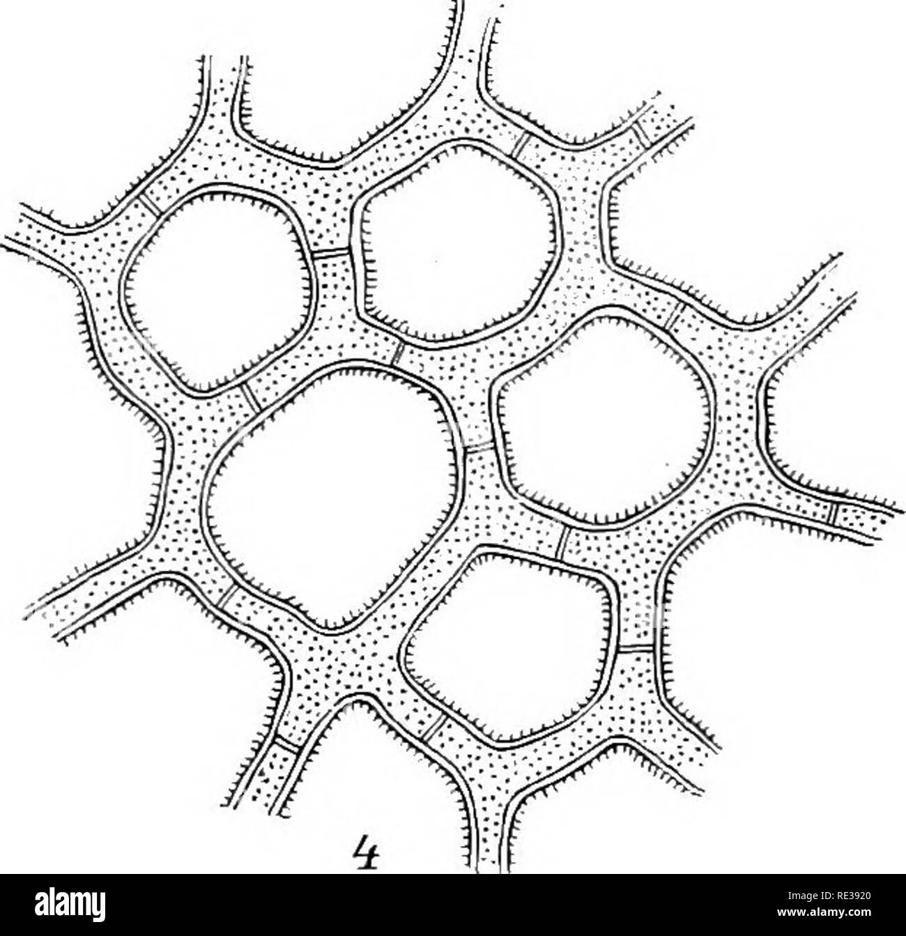 . Dänische Pilze wie im herbarium von E.Rostrup vertreten;. Pilze. 154 Glomeruli subsphaeroidei Vel pulvinati, 1 - 3 mm Durchm. primo Albi, dein pallidi, Hyphen, ramosae intricatae, uncinatae, hyalinae, 2^^ Cras-sae, Asci botryosa - congesti, Brevis stipitati, 8 - 9 1^ Diam., sphaeroidei, sporae subglobosae, hyalinae, octonae, 3,5â4,5 1^ Diam. 1 guttulatae. In ossibus Rheae americanae. S. Landbohejskolen (Mai 96&amp; April 97 Boas). 567. Gytnnoascus flavus Klecker 02 C. Symbol., Syll. XVIII^^^. Auf Lucilia Caesar. S. GI. Carlsberg März 00. 568. Myxotrichum. Myxotrichum brunneum R95 ein ^"^ C. Stockfoto