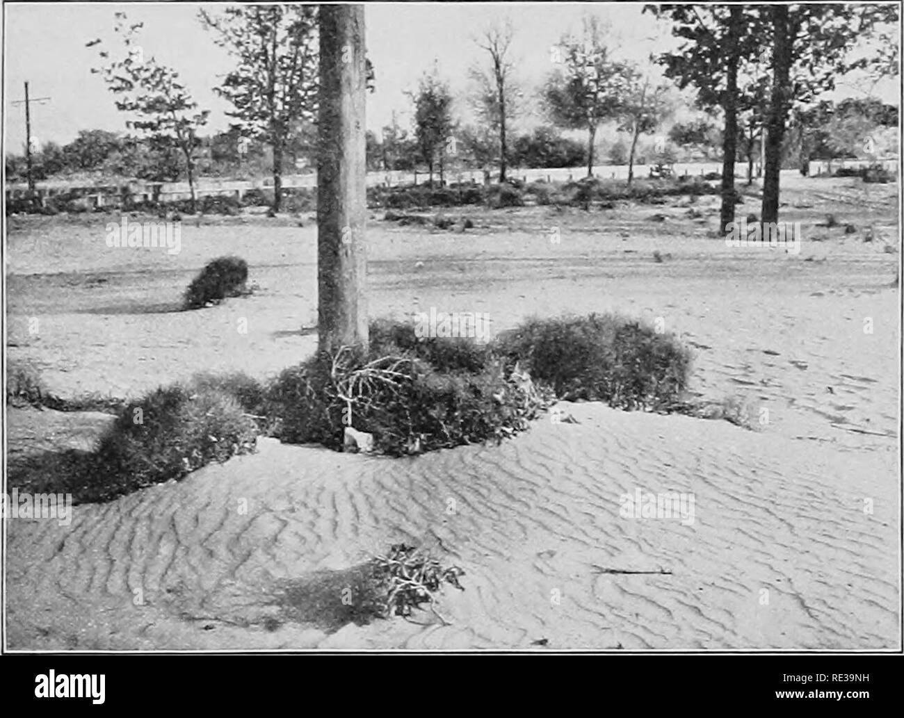 . Praktische Botanik. Botanik. Unkraut 475 everlastings sind besonders häufig in trockenen Wiesen und Weiden. Ein paar Farne, wie die sensiblen Farn und der Strauß Farn, ich Pferd - Schwänze, Binsen, Seggen, viele wertlos grob Gräser, Unkraut, Docks, einige Ranunkeln, Münzprägeanstalten und die ironweeds sind häufig nur in feuchten Felder, Wiesen und Weiden. 438. Wie Unkraut vermeiden. Die Verfahren zur Vernichtung von Unkraut sind vollständig in Abhandlungen über die Landwirtschaft diskutiert. Sehr viel kann. Abb. 356. Tumbleweeds (Cycloloma) trieb sie haufenweise durch den Wind auf die Prävention von Unkraut durch taiiing Schmerzen nicht armen Saatgut erfolgen. Stockfoto