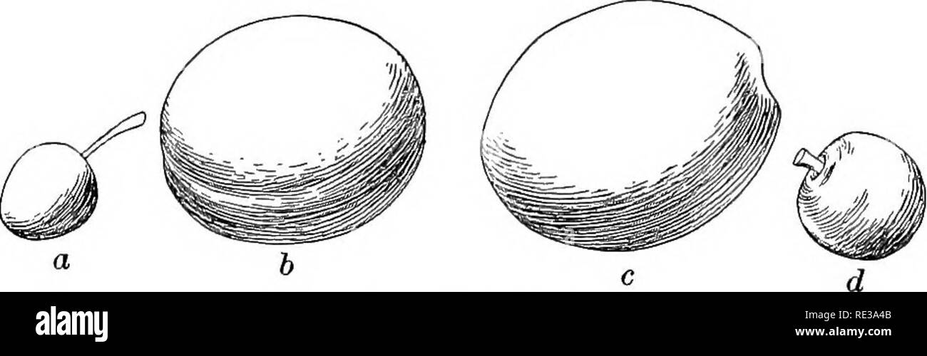 . Praktische Botanik. Botanik. 430 Praktische BOTANIK 394. Ergebnisse der Züchtung von kleinen Früchten. Die meisten vertrauten Tlie liybrids unter kleinen Früchte sind die Trauben. Es ist wahrscheinlich, dass die Delaware und die Catawba die Hybriden sind, und die Salem, Hell-Tonne und Diamond sicher sind. Viele Sorten sind direkt oder aus der Ferne von Hybriden zwischen den europäischen Wein Traube und unseren nördlichen fox Traube, zwei ganz unterschiedliche Arten.. Abb. 341. Hybrid Pflaumen a, a stoneless Wild Plum; b, c, d, Frucht der Hybriden von einem witli der Französischen Pflaume alle zu der gleichen Skala ein Favorit Black gezeichnet, die Wilson Anfang, ist ein Stockfoto