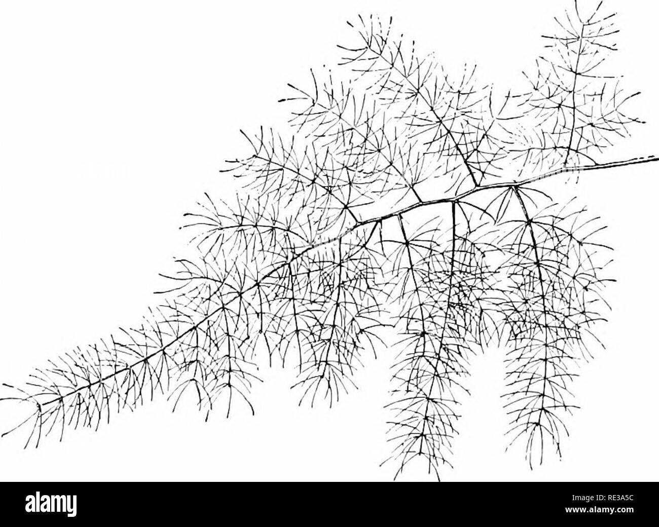 . Elemente der Botanik. Botanik. 62 ELEMENTE DER BOTANIK minute Zweige, die die Arbeit der Blätter (Abb. durchführen. 36). Die vertrauten Gewächshaus Kletterpflanze, die zu Unrecht bekannt als smilax (richtig bezeichnet 3 Iyrsiphyllum), trägt eine Fülle von scheinbar zarte, grüne Blätter (Abb. 37). Schließen Studie zeigt jedoch, dass diese wirklich sind kurz, abgeflachte Zweige, und dass jeder kleinen Zweig Federn aus dem. Abb. 36. Ein Spray einer Gemeinsamen Spargel (nicht der essbare Arten). achsel eines wahren Blattes, /, in Form von einer Minute. Manchmal eine Blume und ein Blatt - wie Zweig Feder aus der Achsel des gleichen Scal Stockfoto