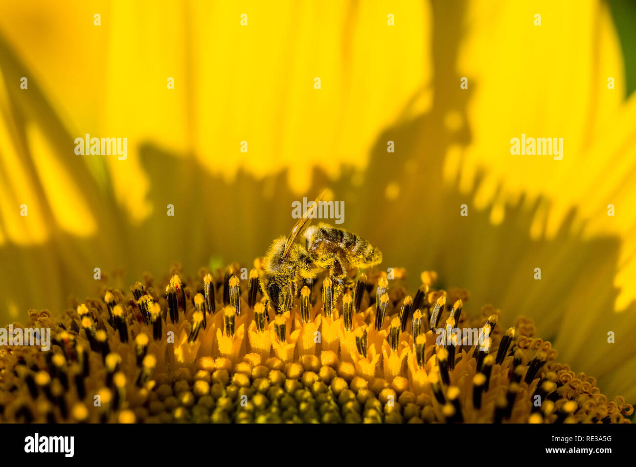 Eine Honigbiene (Apis mellifera carnica) sammelt Pollen auf eine gelbe Sonnenblume (Helianthus annuus) Stockfoto
