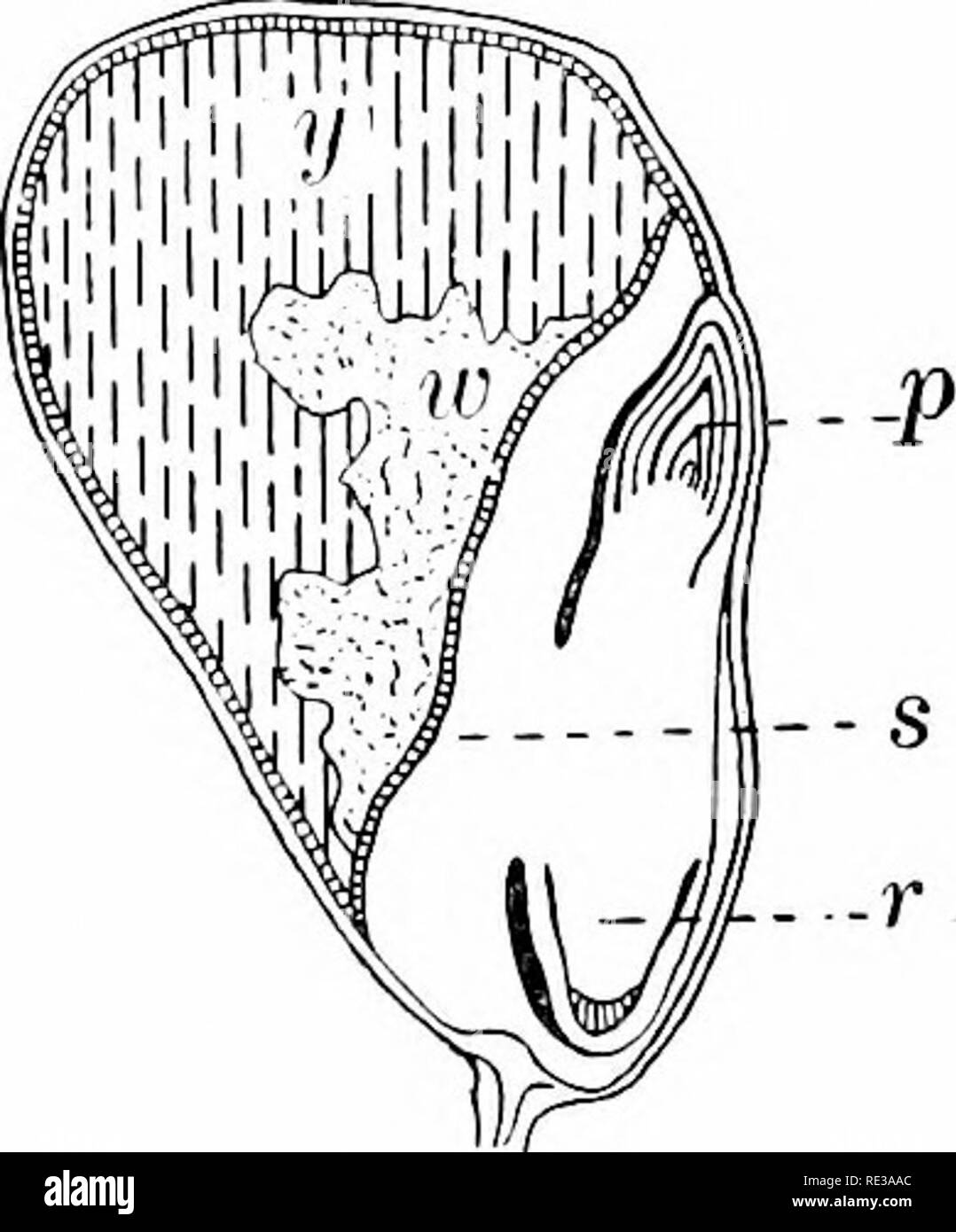 . Elemente der Botanik. Botanik. 14 Elemente der Botanik. Eine unsoaked kernel Skizze, damit die genutete Seite, wo der Keim liegt. Beobachten Sie, wie sich diese Nut teilweise bis in die Eingeweichten Körnern gefüllt werden. Die dünnen, harten Haut aus einem der Letzteren entfernen und ihre Transparenz. Diese Haut â die Kleie von unsifted Maismehl - nicht genau der Testa und inneren Mantel von normalen Samen corresjiond, da der Kernel von Mais, wie alle anderen Körner (und wie die Samen des vier-Uhr), stellt nicht nur die Samen, sondern auch die Samen - Gefäß, in dem es gebildet wurde und Wuchs und ist die Stockfoto