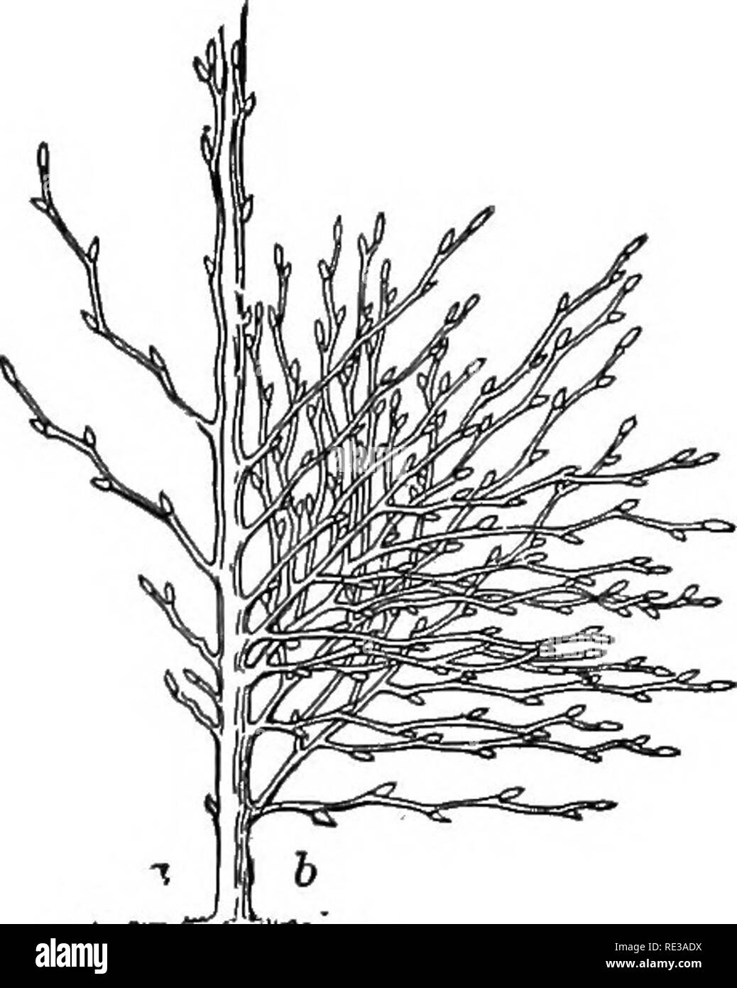 . Ein praktischer Kurs in Botanik, mit besonderer Bezugnahme auf seine Lager für Landwirtschaft, Wirtschaft und sanitären Einrichtungen. Botanik. Knospen und Zweige 135. Abb. 153. - Knospe Entwicklung der Buche: so, wie es ist, viele Knospen nicht zu entwickeln; b, wie es wäre, wenn alle Knospen waren zu leben. weniger Zick-zack-Achse, die im Allgemeinen charakterisiert Bäume dieser Art. (Abb. 153.) 152. Gegabelten Stängel. - Nehmen Sie den Zweig der Roßkastanie, Rosskastanie, oder Lila, und machen Sie eine care-ful Skizze der IT, in der alle Punkte, die bei der Prüfung von ihrem früheren speci - Männer gebracht wurden. Das ist der grössere, der Lat- oder die Stockfoto