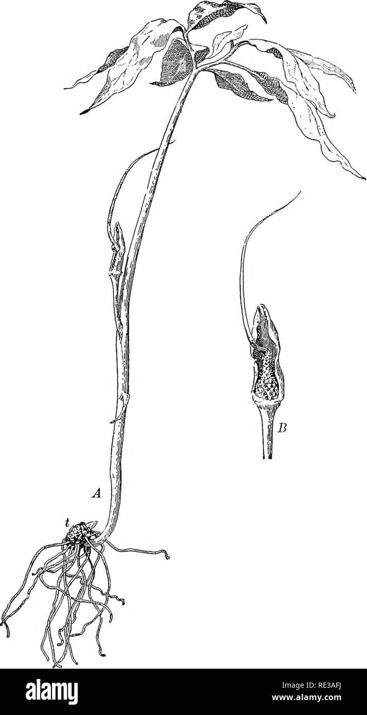 . Praktische Botanik. Botanik. Abb. 277. Dragon-Root, ein Werk des Arum Familie, ein monocotyledon mit Saldierten geäderte Blätter ein, Ganze Pflanze; t, Knolle; B, die Blume Cluster mit einer Haube Hüllblatt umgeben. Über ein Achtel natürliche Größe 342. Bitte beachten Sie, dass diese Bilder sind von der gescannten Seite Bilder, die digital für die Lesbarkeit verbessert haben mögen - Färbung und Aussehen dieser Abbildungen können nicht perfekt dem Original ähneln. extrahiert. Bergen, Joseph Y. (Joseph Jung), 1851-1917; Caldwell, Otis William, 1869 - Gemeinsame Thema. Boston, New York [etc. ] Ginn und Unternehmen Stockfoto