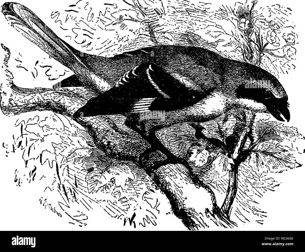 . Nester und Eier der nordamerikanische Vögel. Vögel, Vögel. Amerikanische NOHTH BlliDS. 417. Herr Scott stellt es als eher commoa während des Jahres über Tucson, Arizona. Im Catalinas, auf einer Höhe von 3700 Fuß, fand er ein Nest dieser Art mit fünf Eier fast bereit zu l?Atsch, April 1, 1885. Rassen im Norden bis nördlichen New York und in New England. Dies ist der gemeinsame Zucht Form im nördlichen Teil von Ohio, wo gelegentlich auch gut markierten Individuen von Ludovicianus getroffen werden. Prof. Evermann, die bis vor kurzem dieser Vogel einen sehr seltenen Bewohner wurde von Carr Stockfoto