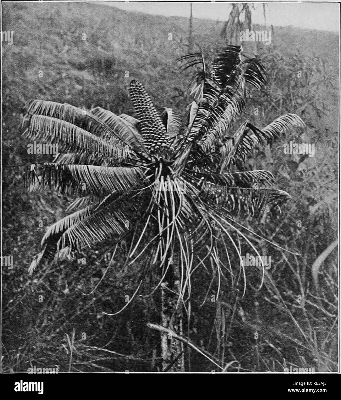 . Praktische Botanik. Botanik. GYlVrxOSPEEMS 317 des Handels ist von einer echten Palm gemacht. Diese Praxis stellt eine Gefahr für einige Palmfarne zu vom Aussterben bedroht, aber andere, die hterally Unkraut, wie Zamia integrifolia Zamia Floridana und im südlichen Florida, sind auch reichlich vorhanden, diese Gefahr auf sich zu nehmen.. Abb. 263. Ein cycad Anlage mit geradem Stengel, die Krone der starren Blätter, und das Saatgut Kegel gibt es einen gemeinsamen Treibhausgasemissionen cycad (^ Ct/cas Revoluta), die häufig falsch sago Palmen genannt, denn es ist nicht eine Palme ist. Dieses Werk trägt große stamiuate Kegel, aber die Fruchtblätter (megasporophylls) werden in Cluster getragen Stockfoto