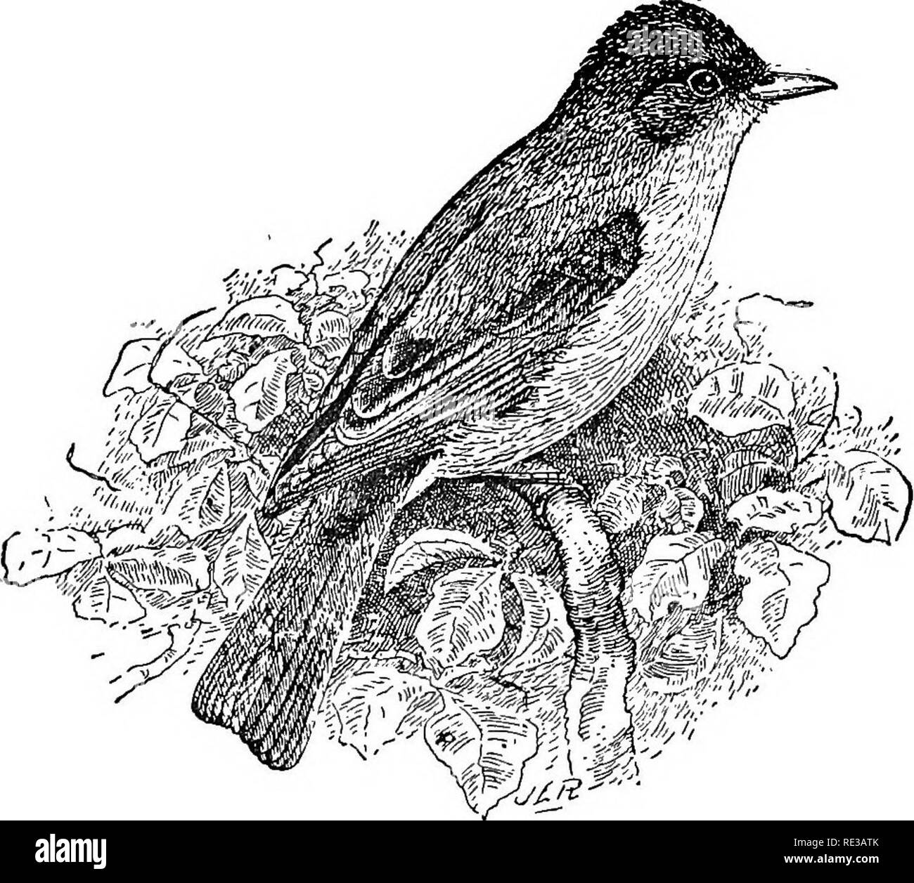 . Nester und Eier der nordamerikanische Vögel. Vögel, Vögel. 304 NESTER UND EOGS der nachdrückliche Hinweis, pe-u-ee, pe-Witz, oder, wie manche es hören, pTice - Biene. Diese Sorte wird als "Brücke-Vogel", aus der Gewohnheit der Verschachtelung in alten hölzernen Brücken. Der ursprünglichen Situation des Nestes ist das Gesicht von einer aufrechten Rock, die manchmal moosigen und Tropfen mit Wasser. "Wilson, dass die Phoebe gelegentlich Nester in einem offenen, fünf oder sechs Füße unten, unter den Zwischenräumen der Seitenwände; Nuttall hat es zum Nest in einem leeren Küche bekannt. In den wilden Orte, weit entfernt von der Wohnung des Menschen, Stockfoto